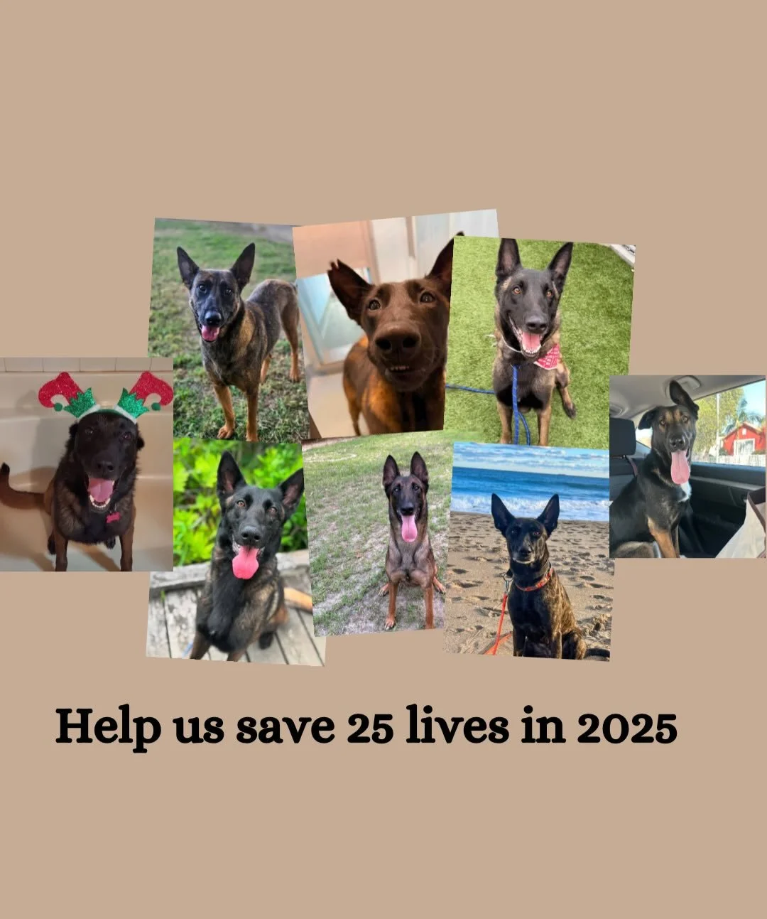 Every rescue starts the same way:
A scared dog.
A ticking clock.
A choice.
Our goal for 2025 is to save 25 dogs&mdash;each one depending on someone to step forward in time. We currently are at 23 dogs rescued from euthanasia, but some of them are sti