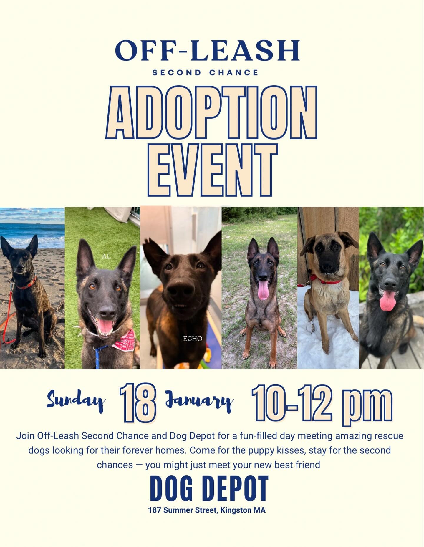 Looking forward to seeing everyone next weekend at @dogdepot.kingston ! 🐾  Come meet your new best friend!