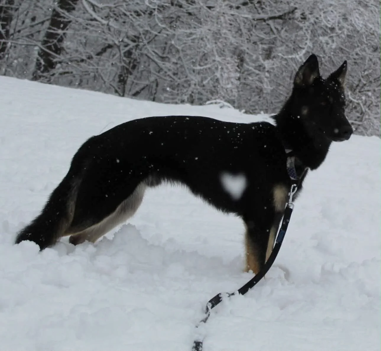 Shadow (formerly Teoscar from Downey) enjoying his new home &hearts;️ Happy life, Shadow! (Also &mdash; how incredible is that heart-looking snowflake in the photo? 🥹)