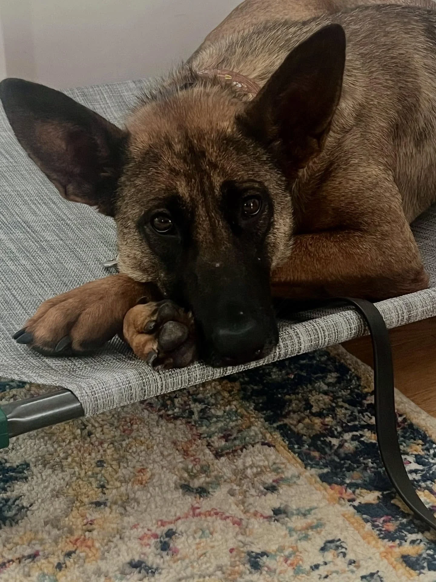 ELFIE (Riverside) is ready for her second chance! She is currently being fostered in Maine (thank you so much @atwoodcanine !) where we are learning that she is dog social, loves cozying up in front of the fire, and is 100% crate trained! &hearts;️ I