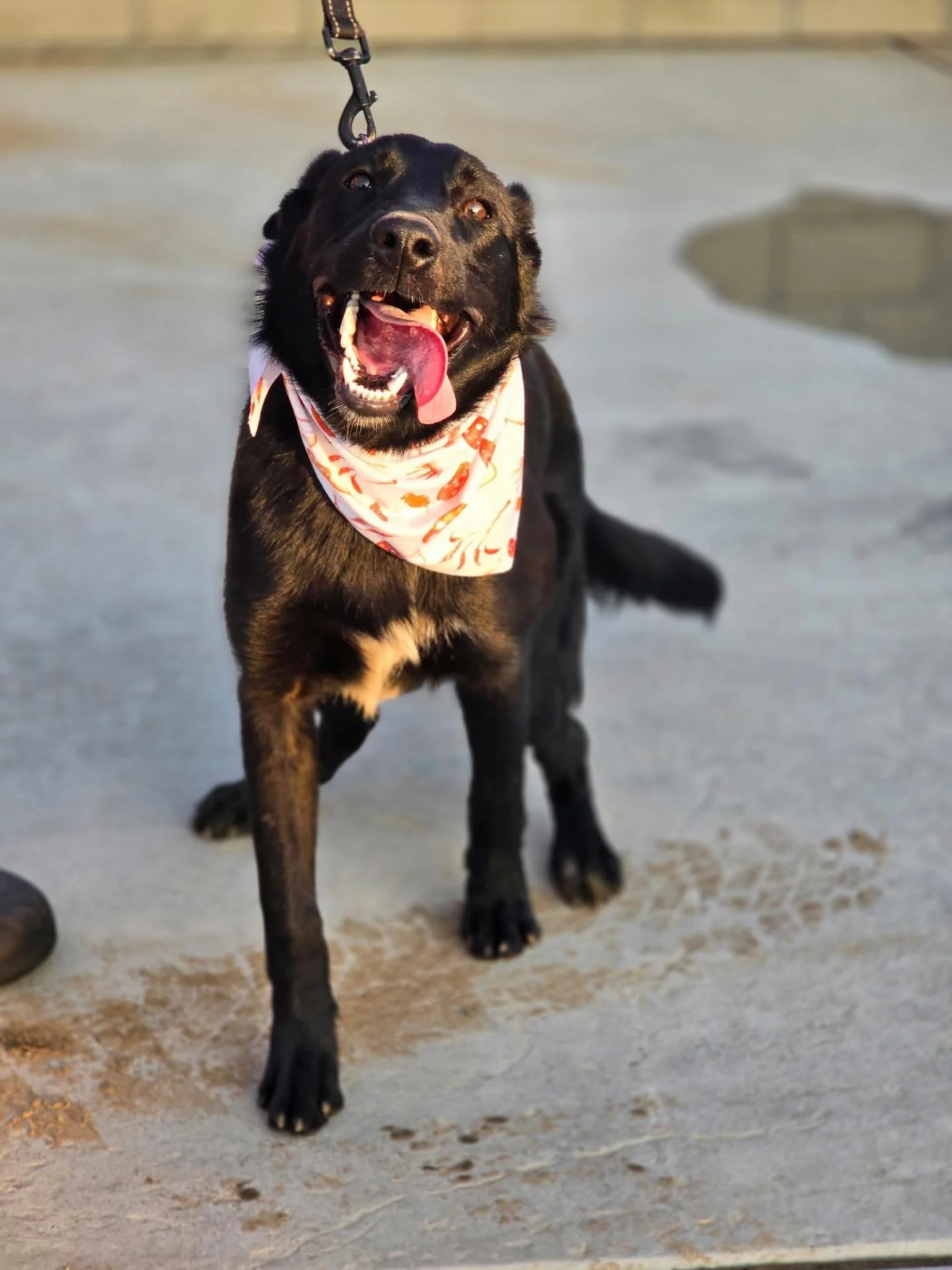 CANDY: a series 🍭  thanks so much to @_maggiethepug_ for taking great care of our dogs in foster and capturing these photos