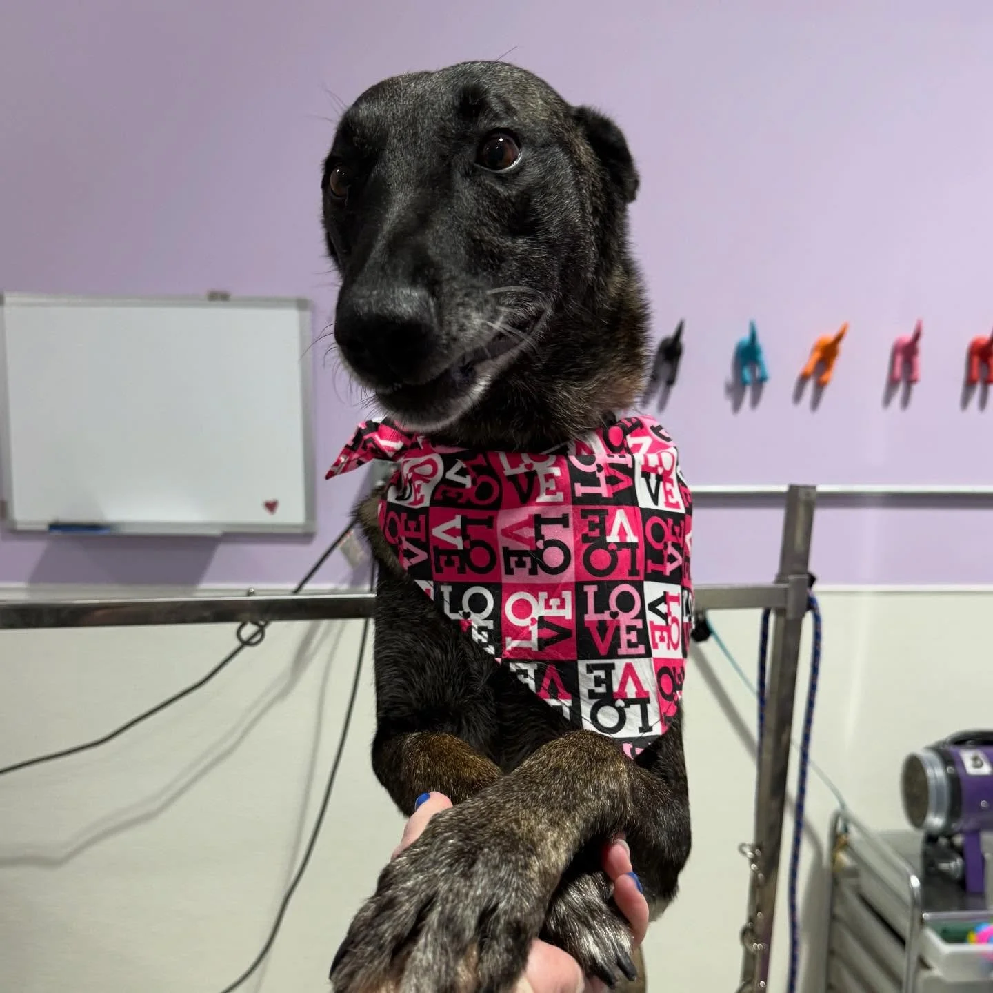 Warning: extreme devotion ahead! 💌 
Maren is ready to be your forever! She is a SEAACA survivor who came into the shelter still nursing and with horrible burns on her paw pads. Despite all of this, she LOVES all people and is content going for a dri