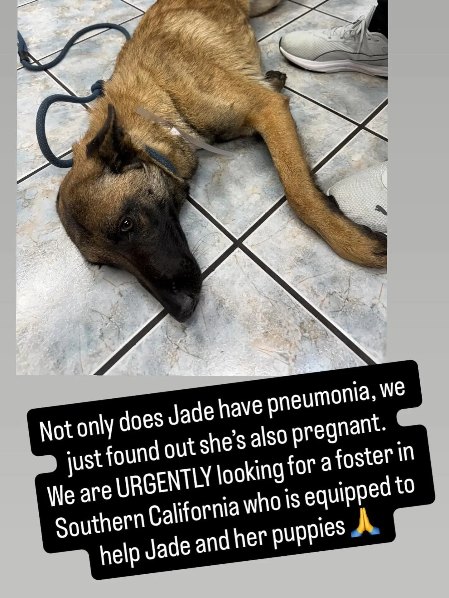 URGENT &mdash; we don&rsquo;t have much time to find Jade a soft spot to land. 
She needs to heal and we want to ensure her puppies are in an environment where they can stay safe and healthy 🙏 Jade is currently at a vet in La Puente, but can be tran