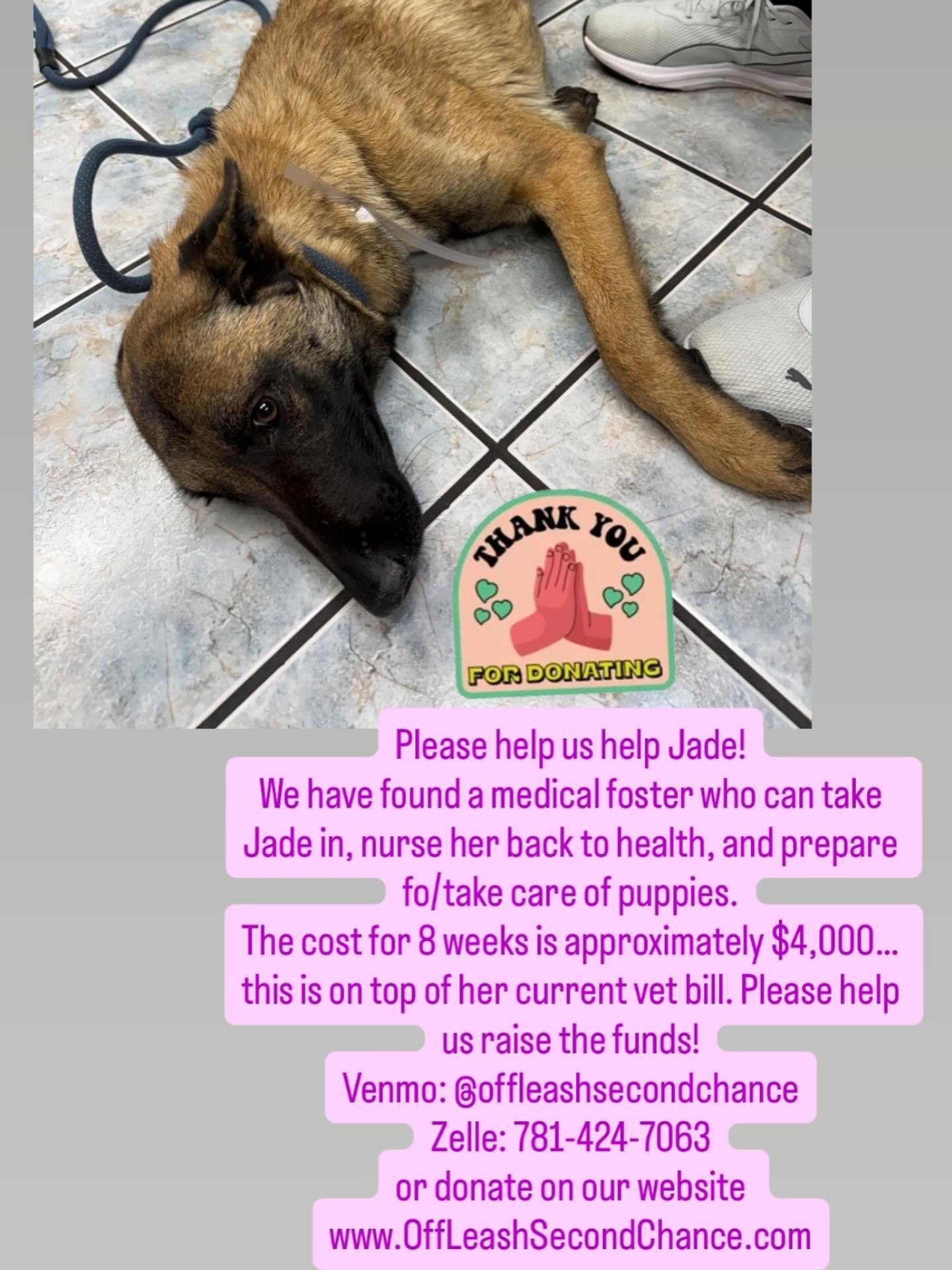 We will never give up on any of our rescues, but sometimes we need a little help. If you&rsquo;ve ever asked &ldquo;What can I do?&rdquo;, this is the time to make a donation for Jade to ensure we can successfully nurse her back to health and deliver