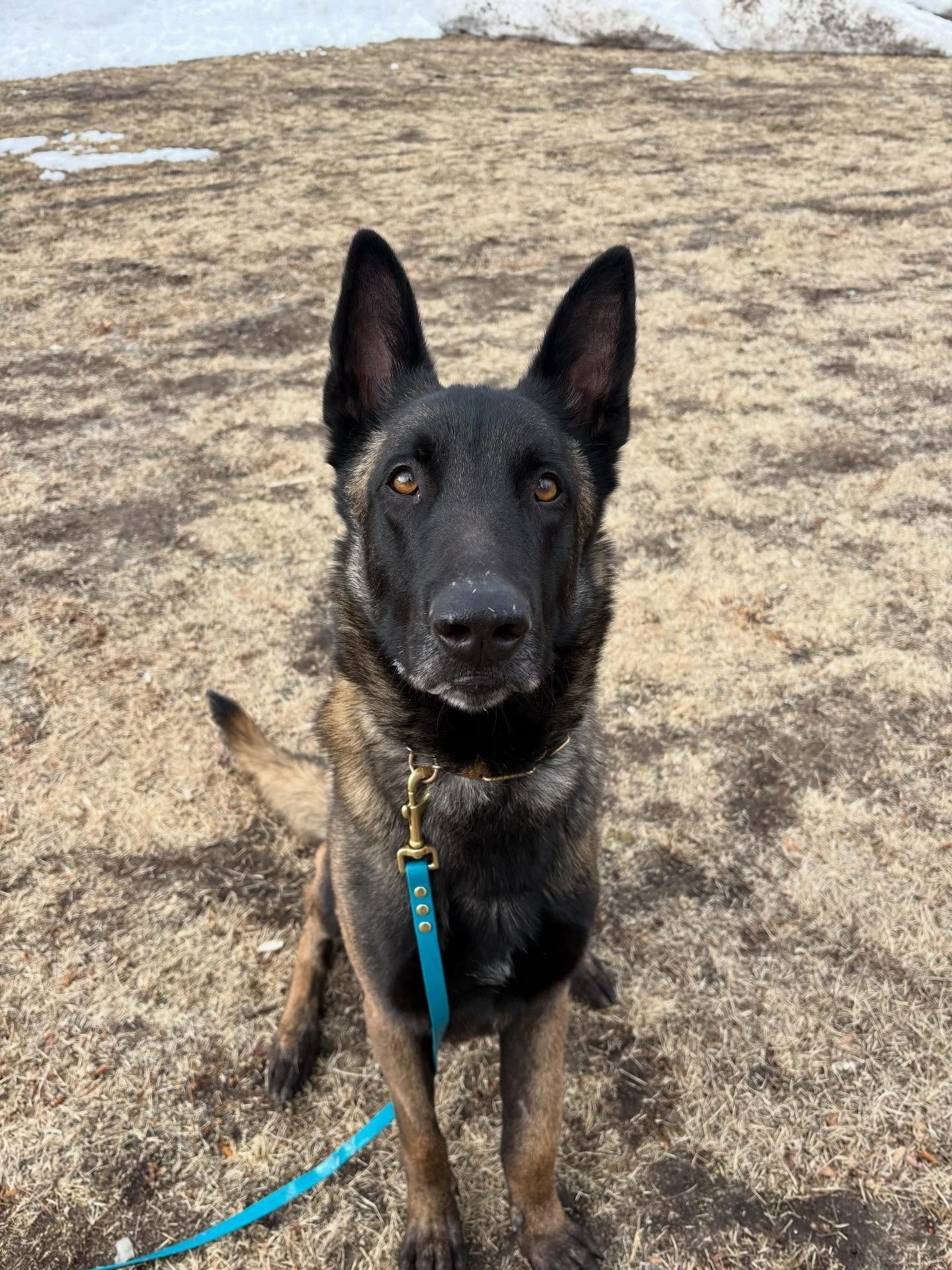 AL! Al (Baldwin Park) has some of the most non-existent handler awareness/recall I have seen in any of the rescues (most of them are such Velcro dogs that it is not their tendency to wander)

I know that Al was also a stray, so who knows what his int