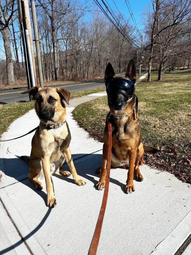 Stevie (Devore) and Bean (Hesperia) were both adopted by members of the same family, so they get to see each other often! We love seeing pictures and updates from our rescues 😍 
Also &mdash; Stevie&rsquo;s goggles not only look really cool, but help
