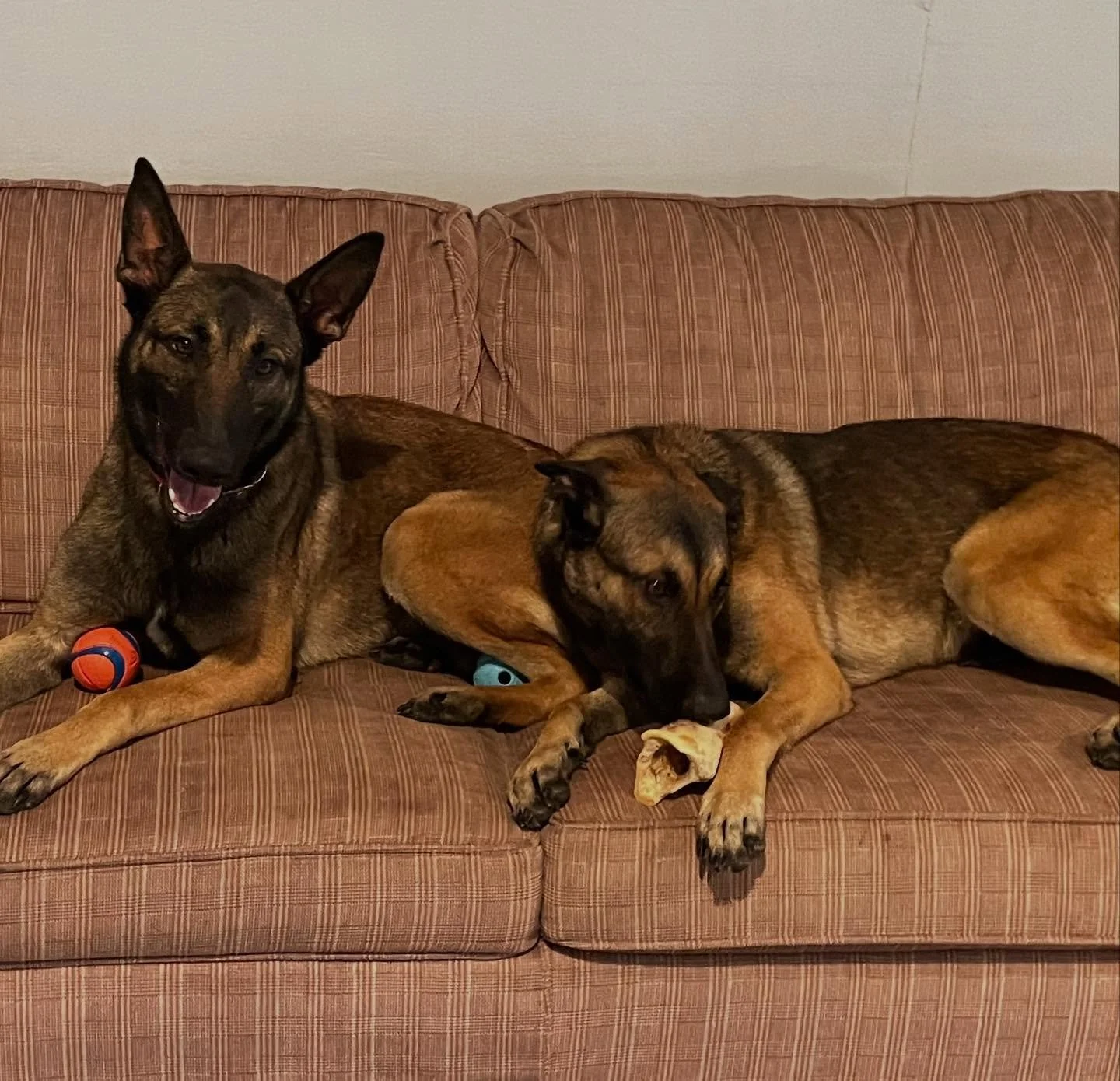 Juno (FKA &ldquo;Isis&rdquo;) and Storm from Lancaster have made it to their New England foster! They both got a bath and are loving life back in a home environment ❤️ We will be able to provide further behavioral notes as we get to know them better,