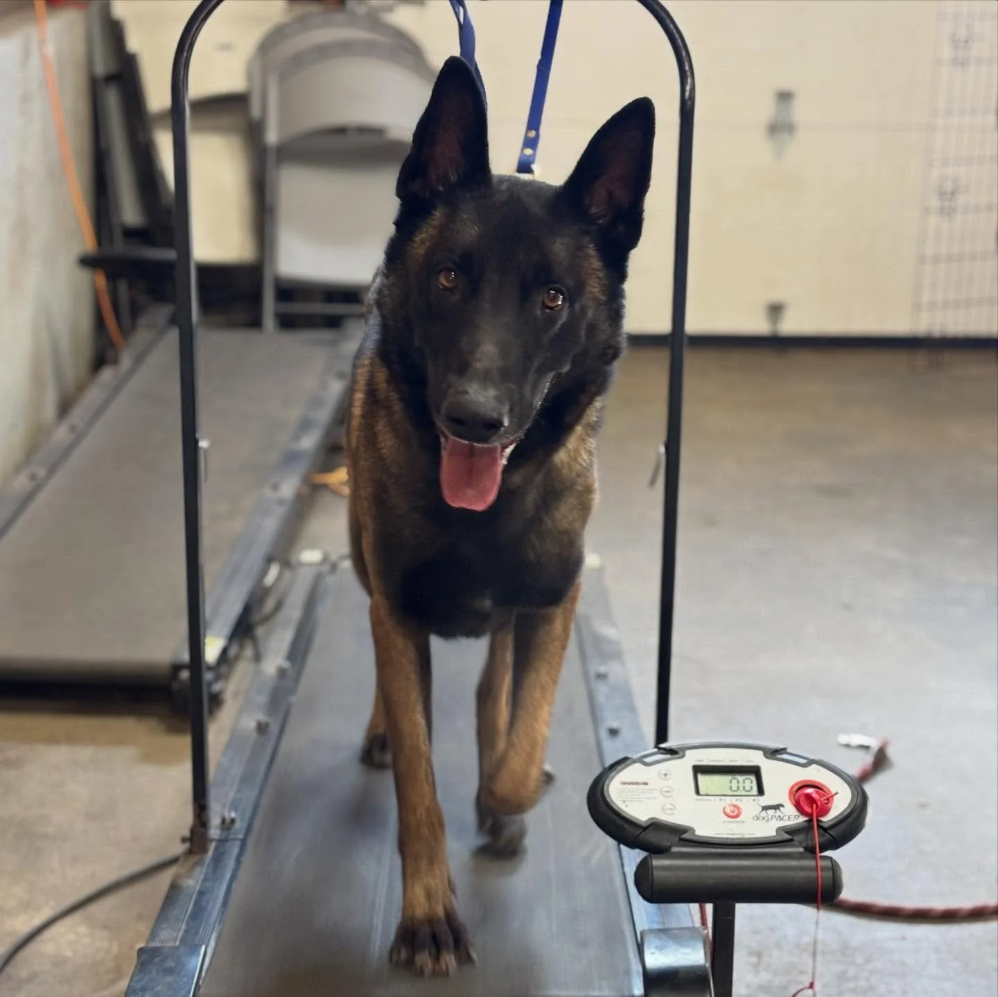 Big Boy Al is once again looking for a new home (with a fenced-in yard!) after we decided that the person looking to adopt him wasn&rsquo;t the right fit &mdash; that&rsquo;s okay, we KNOW his forever people are out there!

-Al LOVES car rides and al