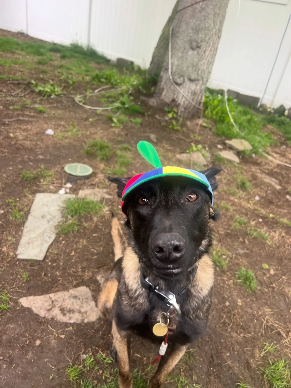 Echo #adoptable #malinois #derp