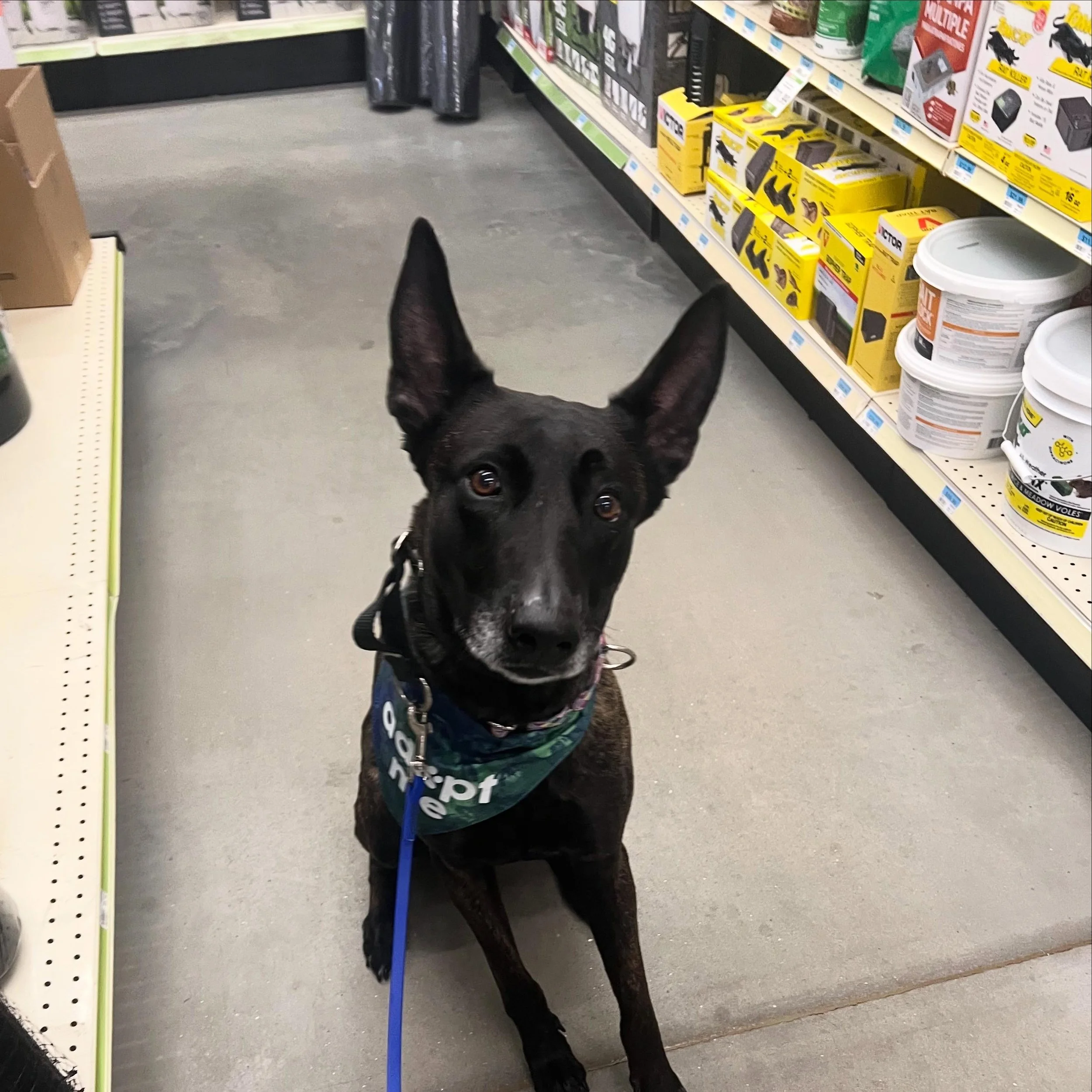 Ginger has not received a single adoption inquiry since we got her back in October! Not a single one 😞 Ginger is an adorable Dutch shepherd mix &mdash; while she can be slow to warm, she is such a sweetie pie and is more than deserving of her own ho
