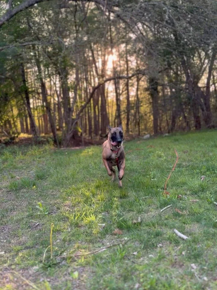 JADE update!
Jade had a looong journey to the East Coast! She was pulled from Lancaster back in January, where she was very sick. While she was in veterinary boarding, we discovered she was pregnant (!) She had a litter of puppies, and was later adop