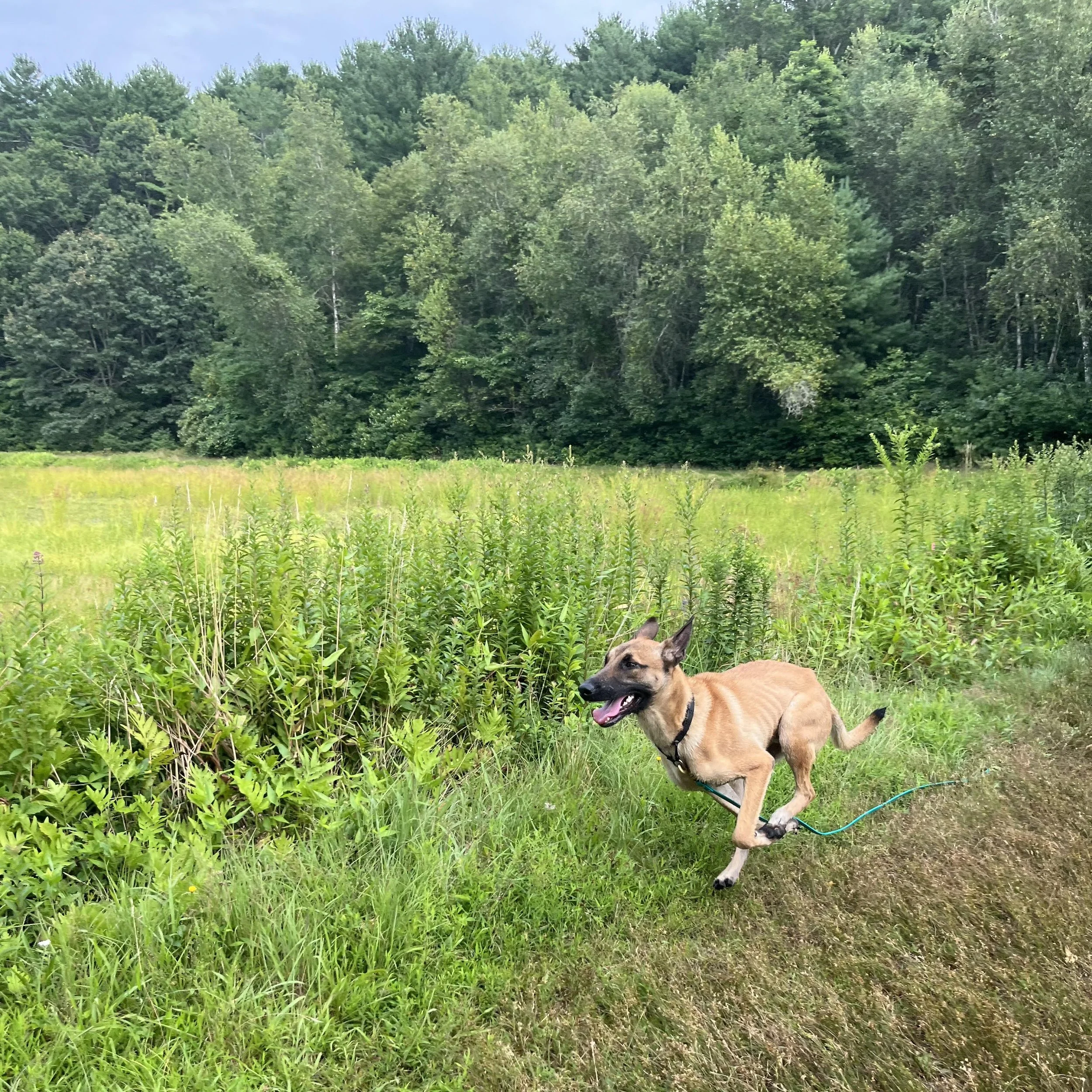 Burrata -- 1 year old male
Burrata is our youngest and sweetest rescue! Coming to us at only nine months old, Burrata has spent most of his young life in the shelter system. He is an outgoing and happy guy with lots of puppy energy, and has been a