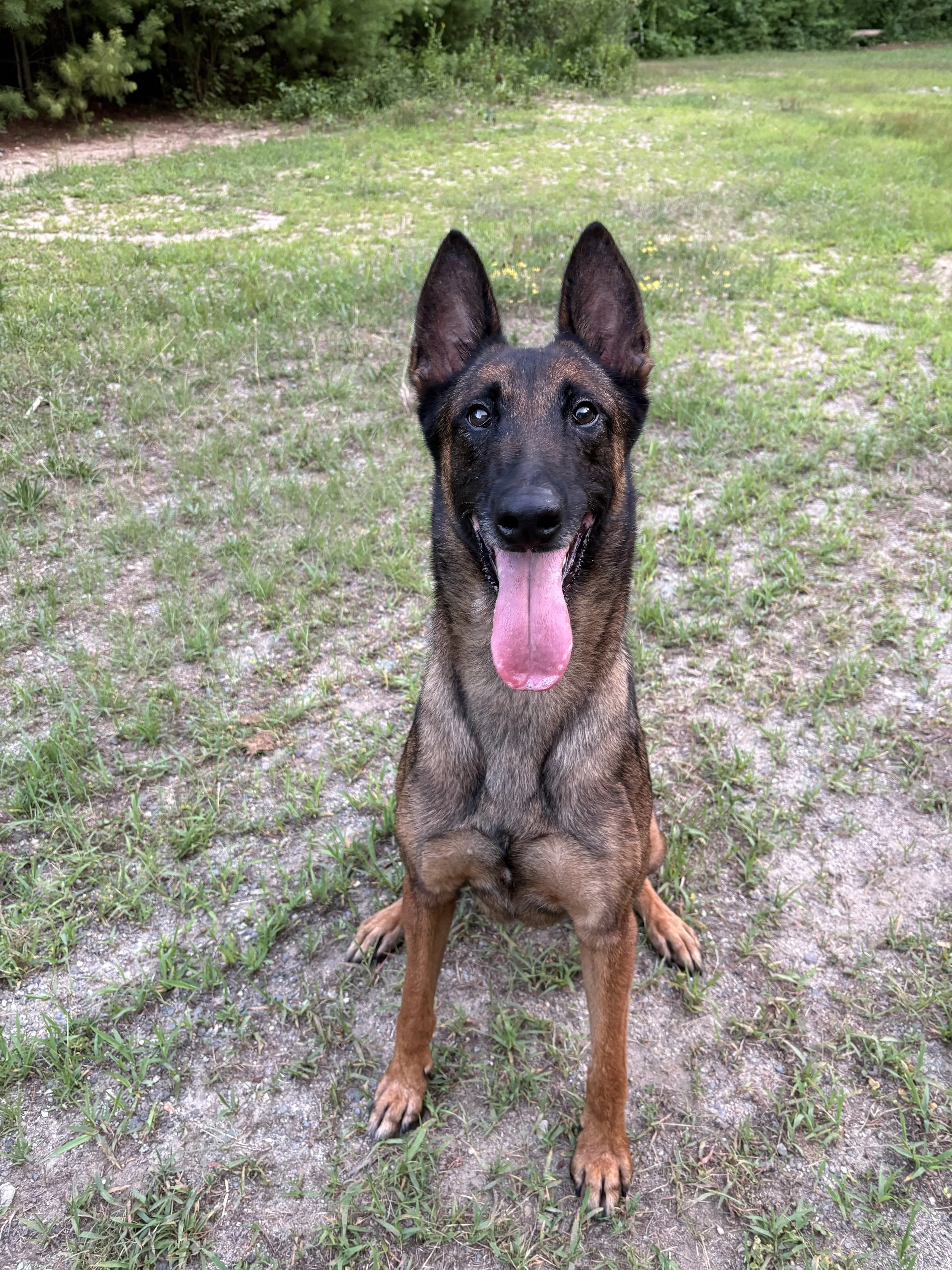 Stevie -- 2 year old female
Miss Stevie AKA Stevie Nicks was scheduled to be euthanized before Off-Leash Second Chance stepped in and rescued this gorgeous girl! Stevie has a great ball drive, is always up for a run, and has a super spunky and sass