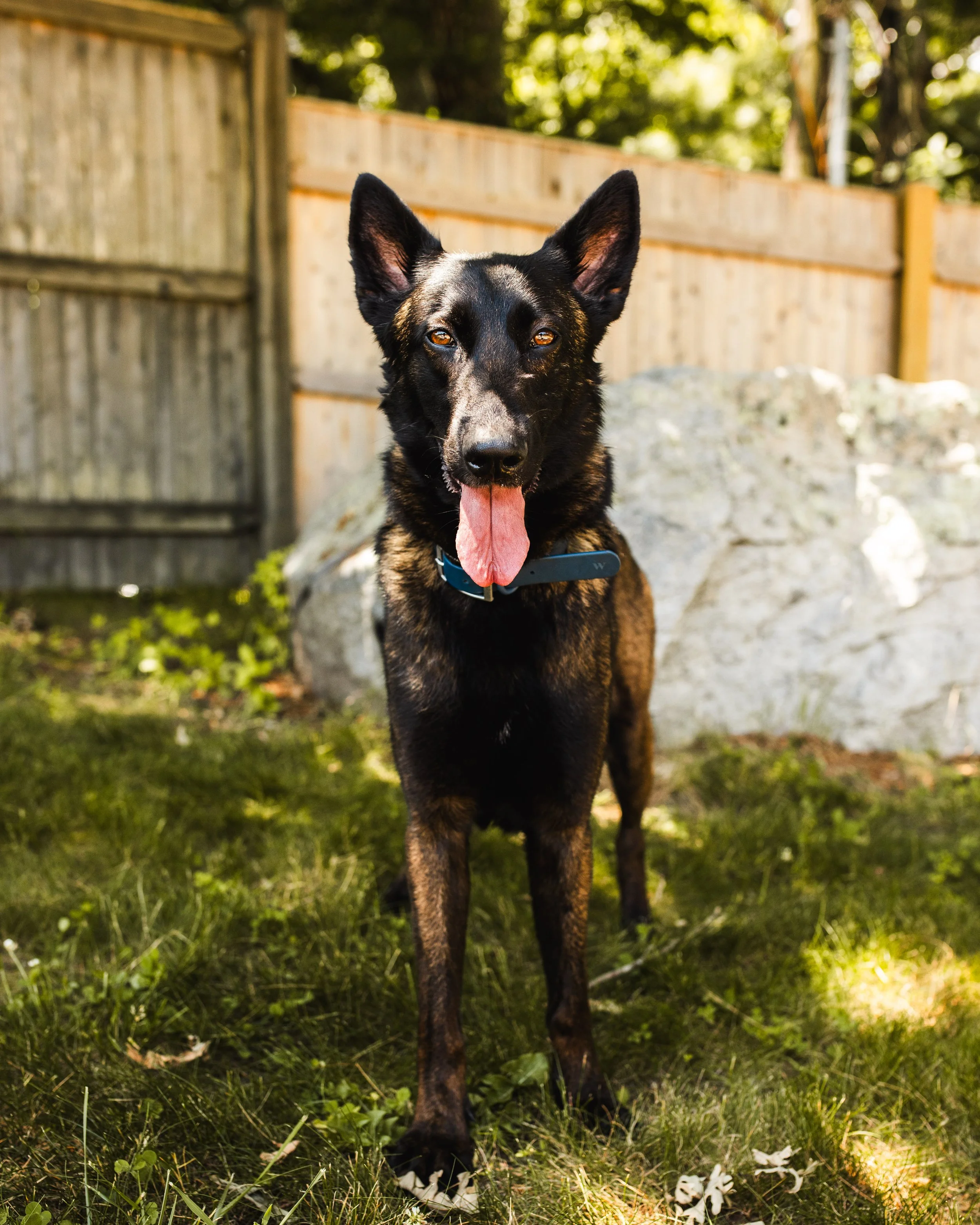 Rosie -- 2 year old female
“Though she be but little, she is fierce!”
Rosie was found as a stray and brought to the San Bernadino City Animal shelter, where we eventually found her. Always up for an adventure, Rosie is just happy to be involved a