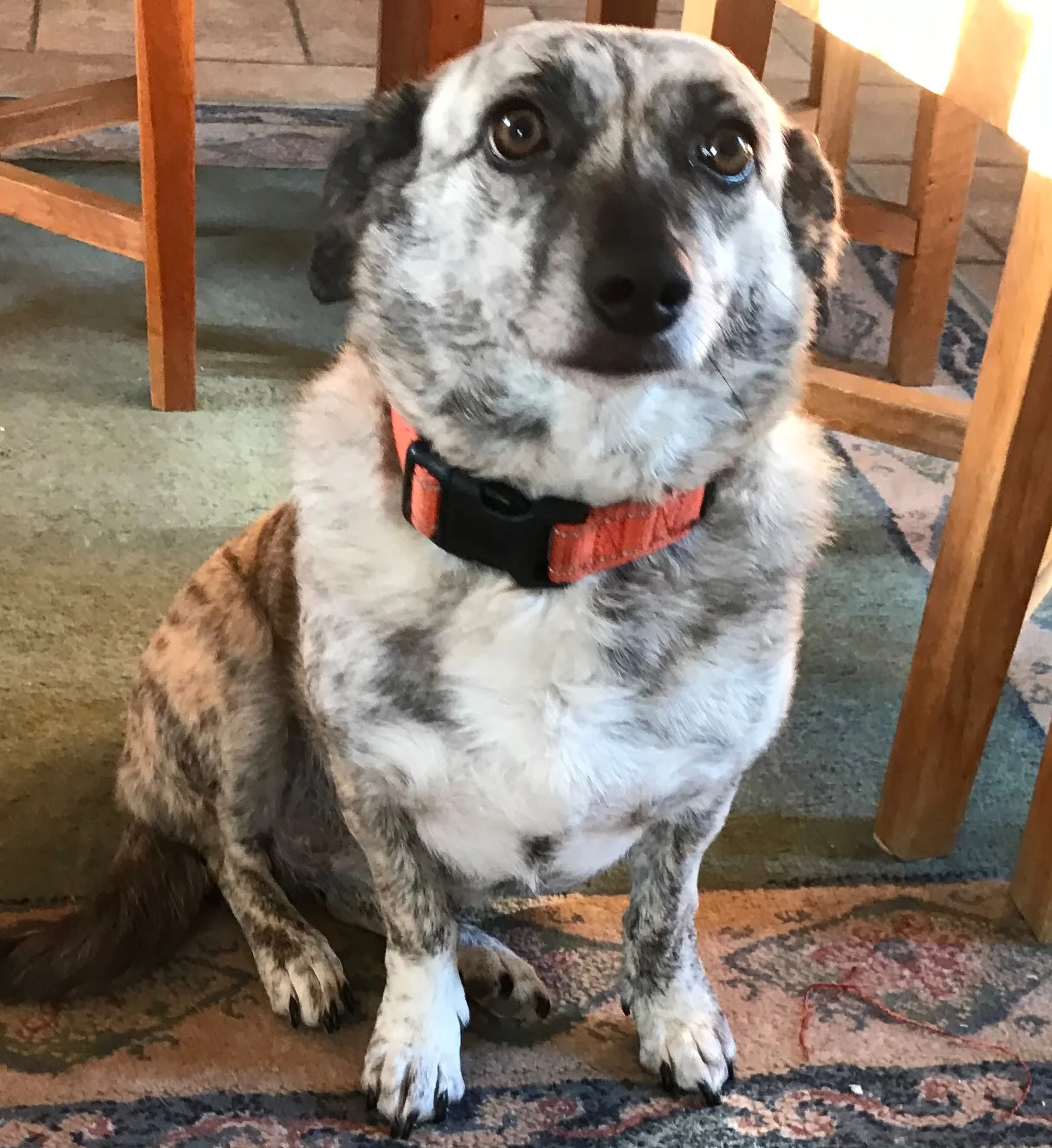 Small senior Romanian rescue dog sitting on a rug and looking at the camera