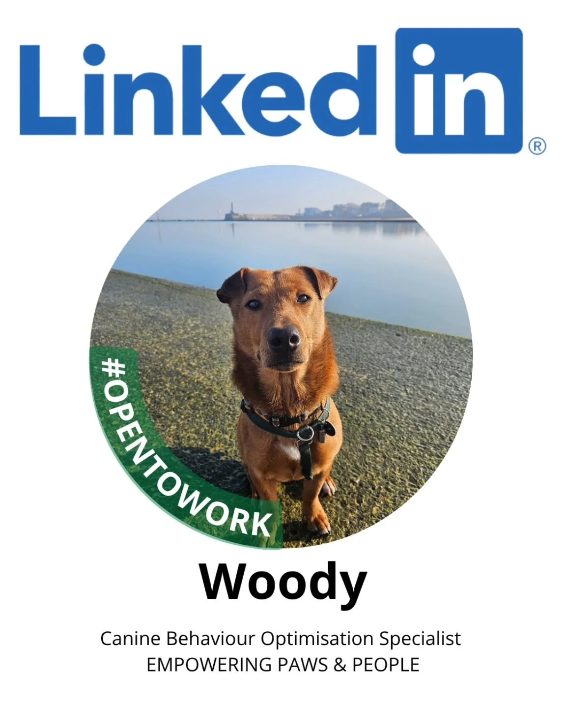 This is Woody. Woody had been on my radar but struggling to get hold of me recently (I've been busy in the garden), so he did what all good dogs do - he turned up at a daytime cold water immersion/Scandinavian fish smoking course I was hosting in a d