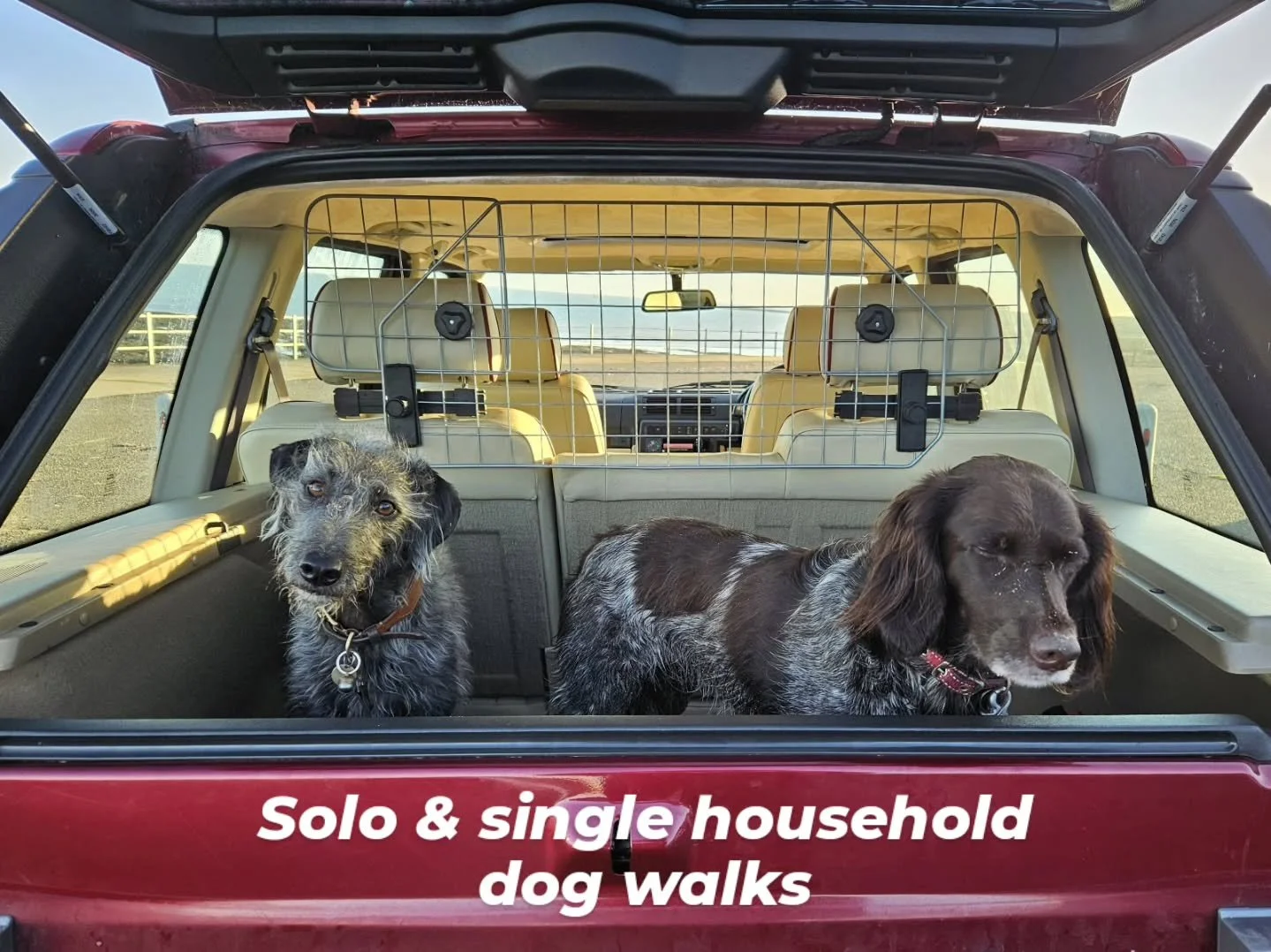 As the summer holidays end and life ramps back up, a reminder that I offer tailored walks to cater to dog guardians with reactive rescues, bouncy adolescents, sensitive seniors, or any dog that doesn't thrive in a group setting. 

So even if back-to-