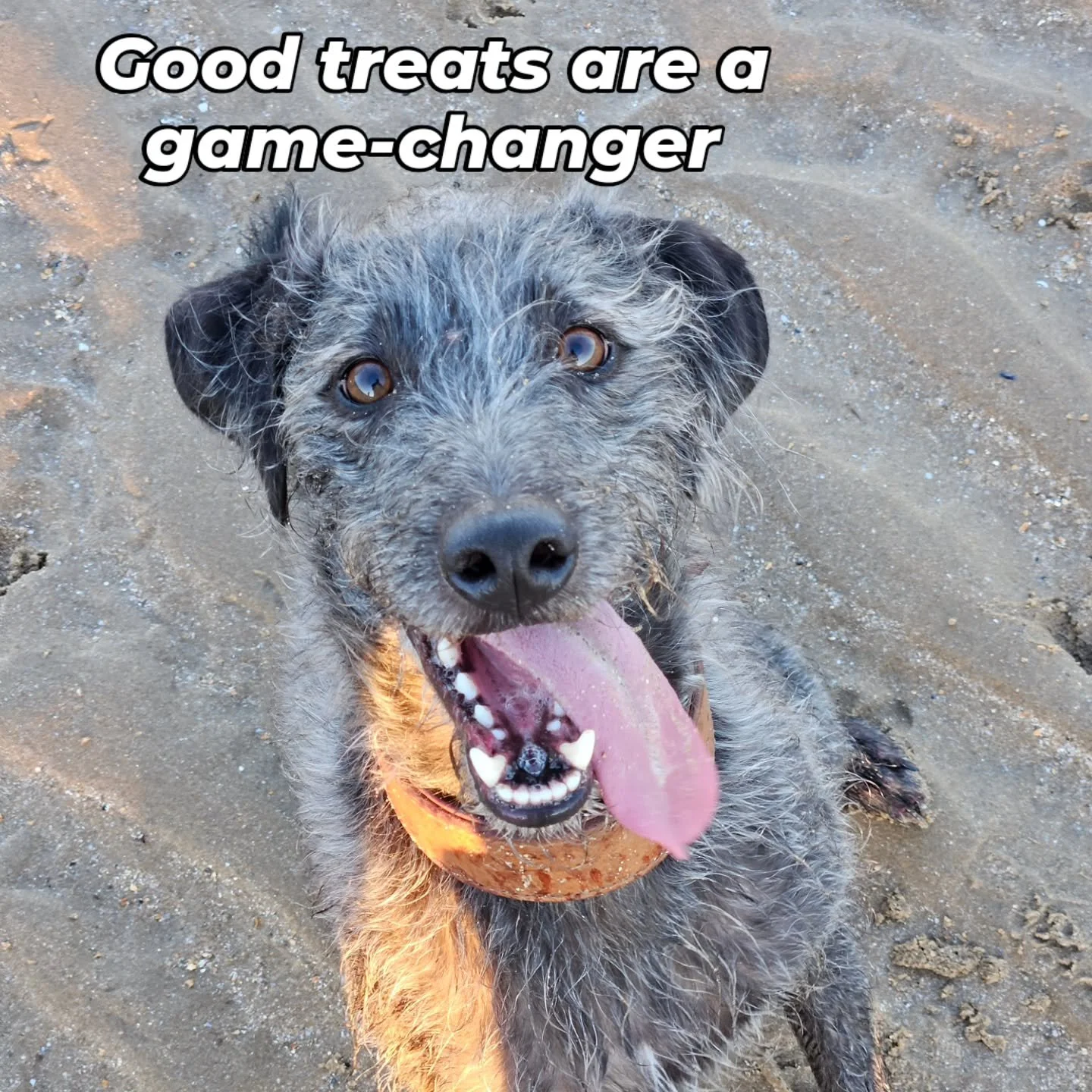 Otis is here to remind you that paying your dog for a job well done isn't bribery.

Would you continue showing up for work if your boss stopped signing off your pay slips? No, didn't think so.

Treats, toys, praise &amp; play are valuable tools to re