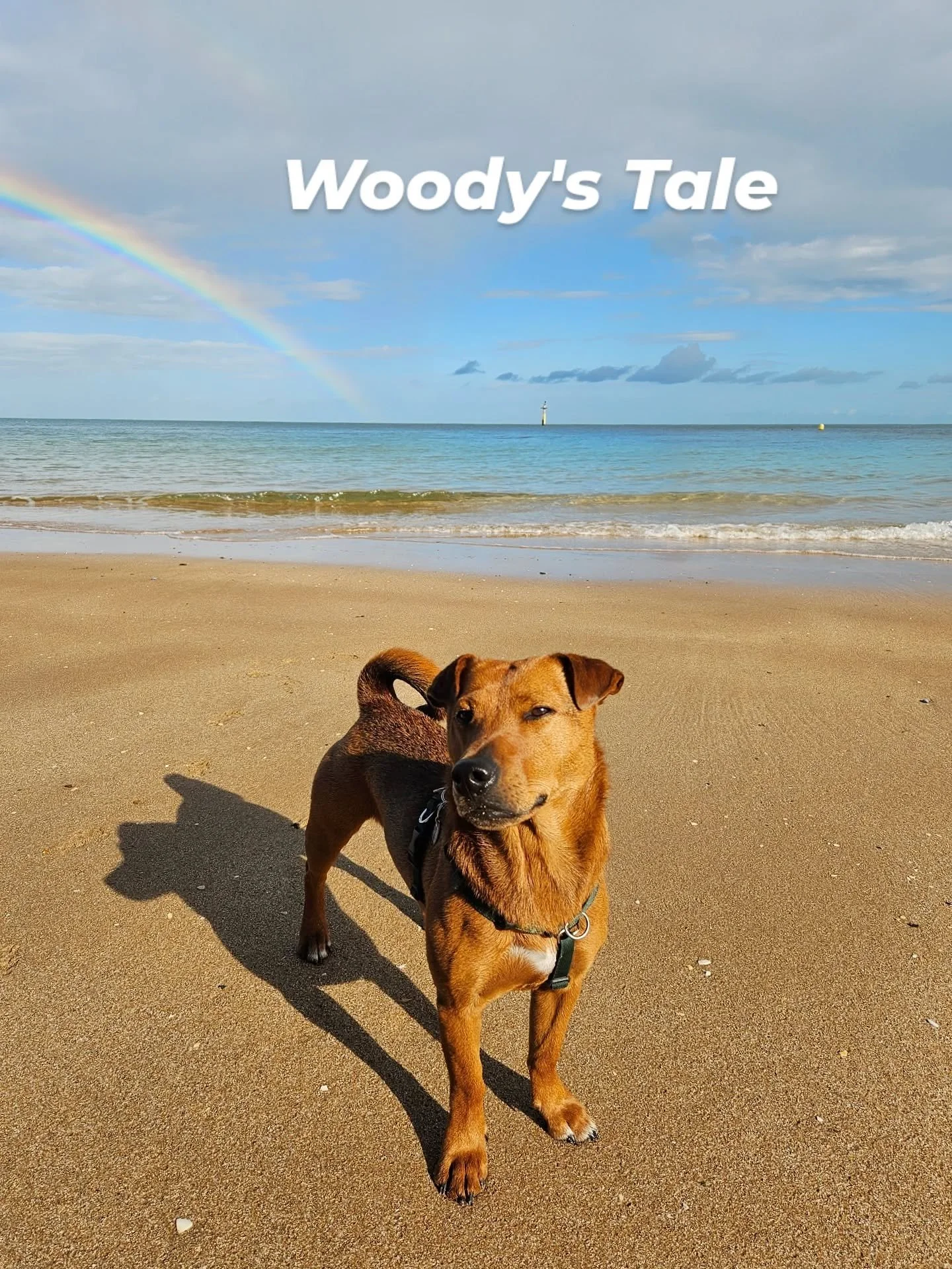 One day in January 2025, while scrolling mindlessly through Instagram stories, a photo caught my eye &ndash; a small red dog perched on the back of his kennel carer, apparently trying to get closer to the heat lamp.

Woody had been saved from a shock