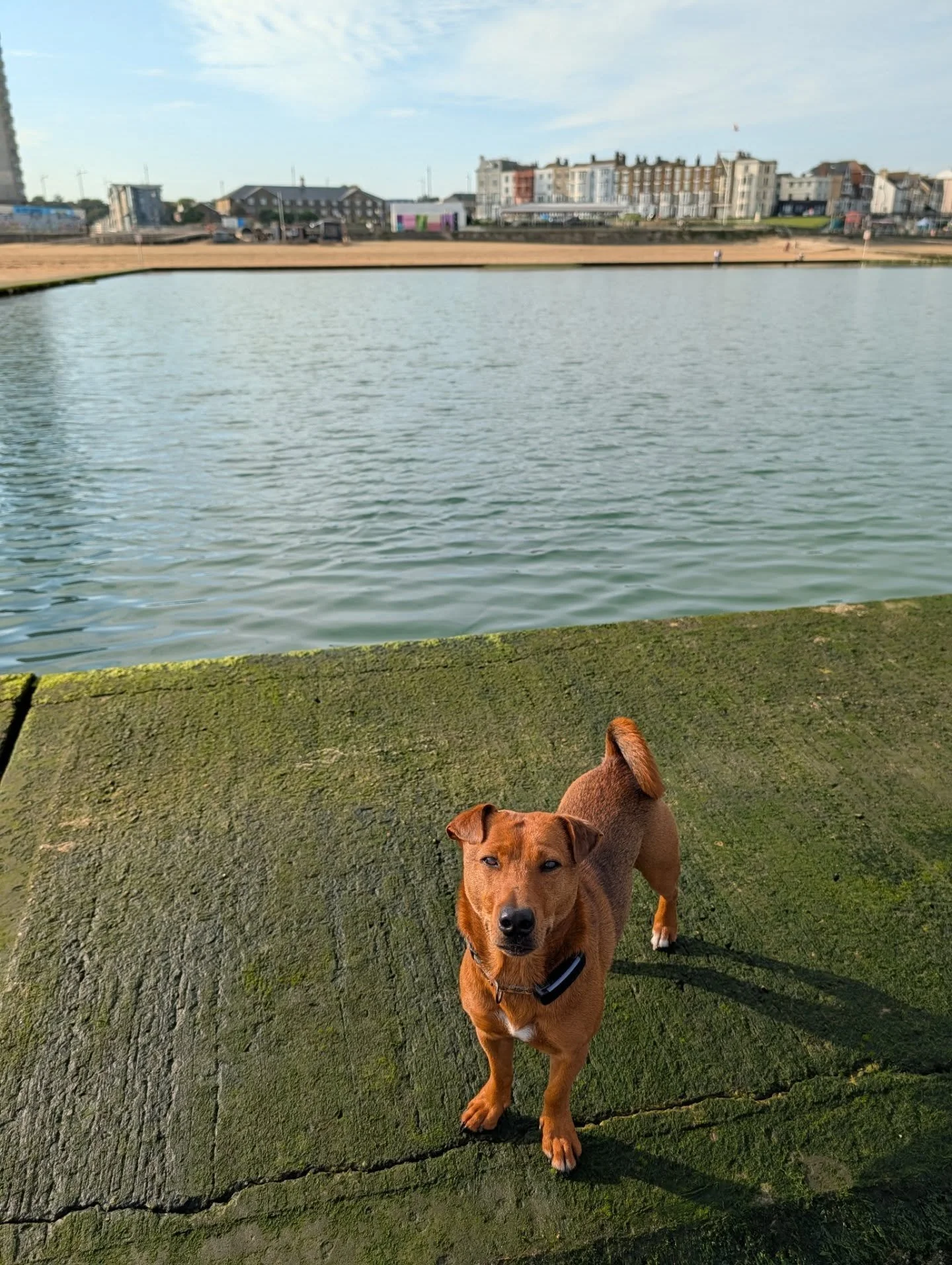 October was a big month at KCC HQ, and 100% more harmonious than those leaked vids from the other Reform-led KCC.

I walked your dogs, had some of them to stay over, enjoyed some fun training sessions, organised some meticulous reactivity setups with