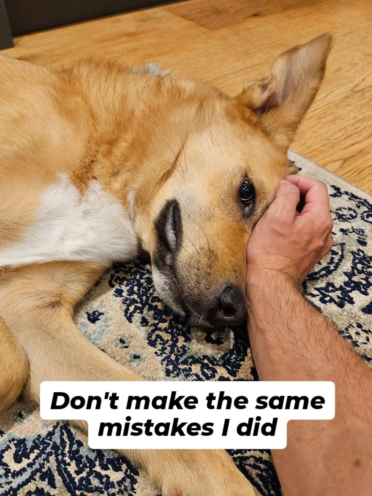 Today marks what should've been Kip's sixth birthday.

Before working with your dogs, there was Kip. And without Kip, there would be no Kip's Canine Club.

Kip showed up in September 2020 and gave me a reason to take better care of myself after a rou