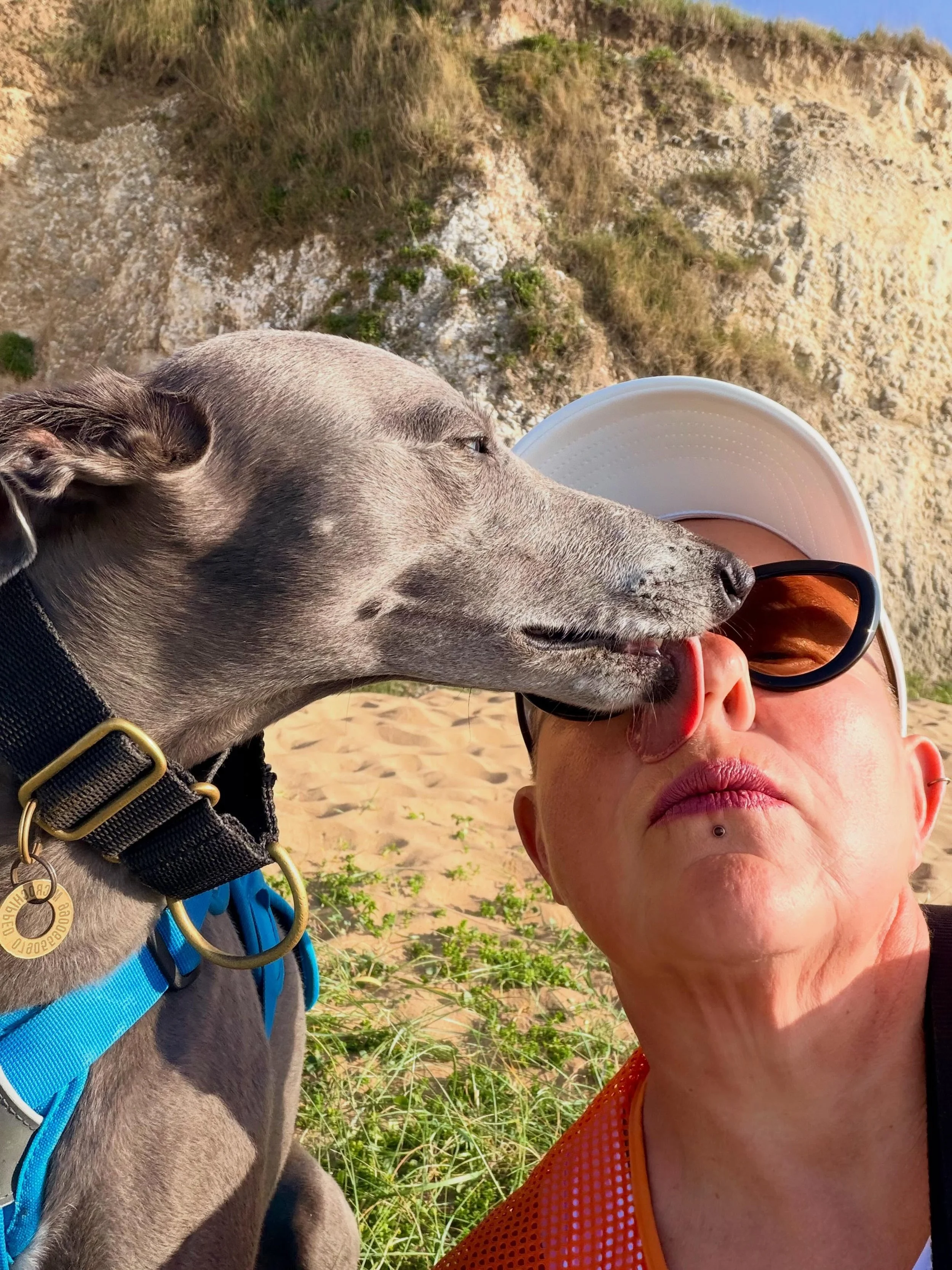 A grey whippet in a blue harness licks a person in the face