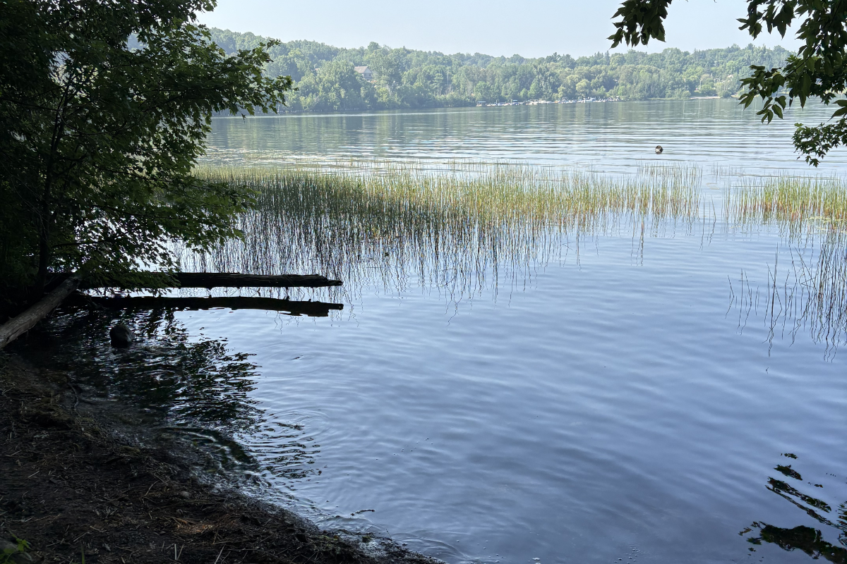 Forest Bathing 101: Do I Need a Swimsuit?