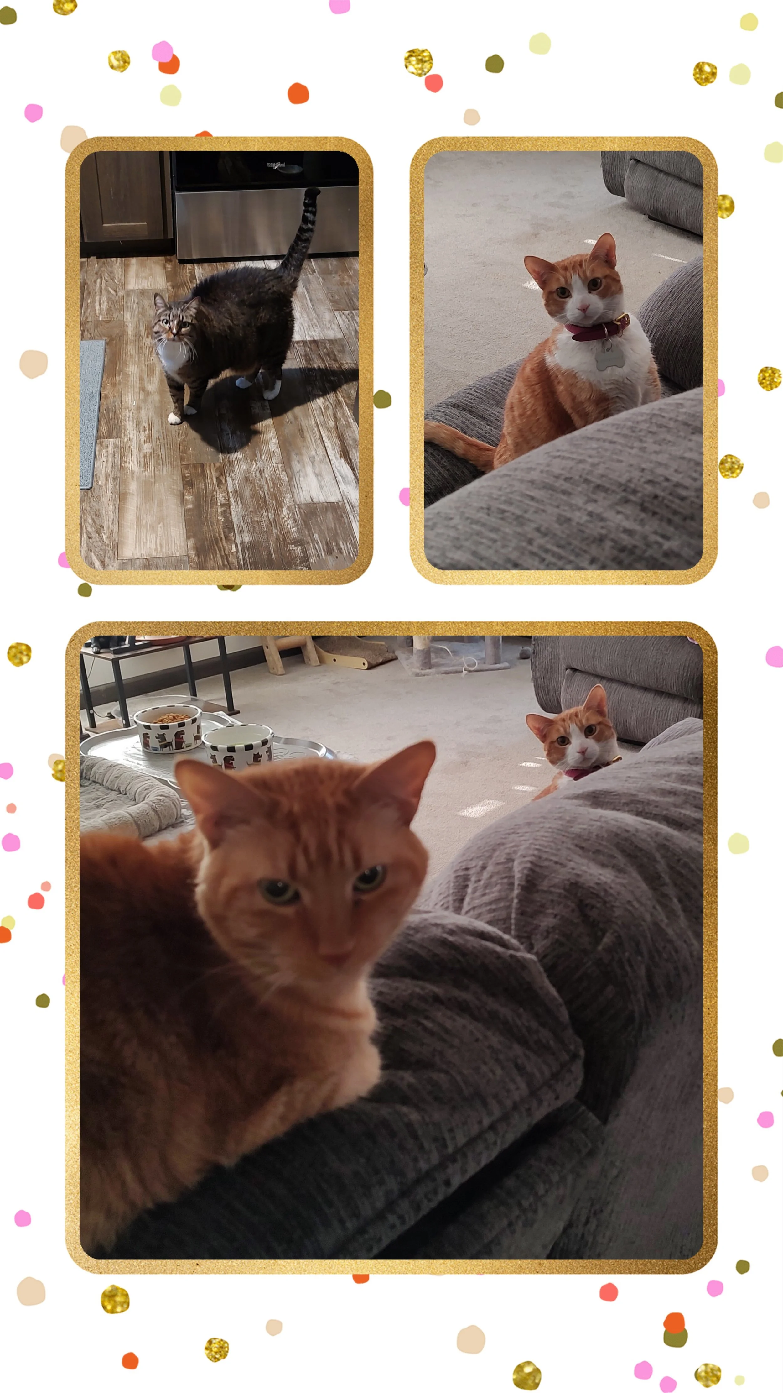 20260214_115039-COLLAGE.jpg