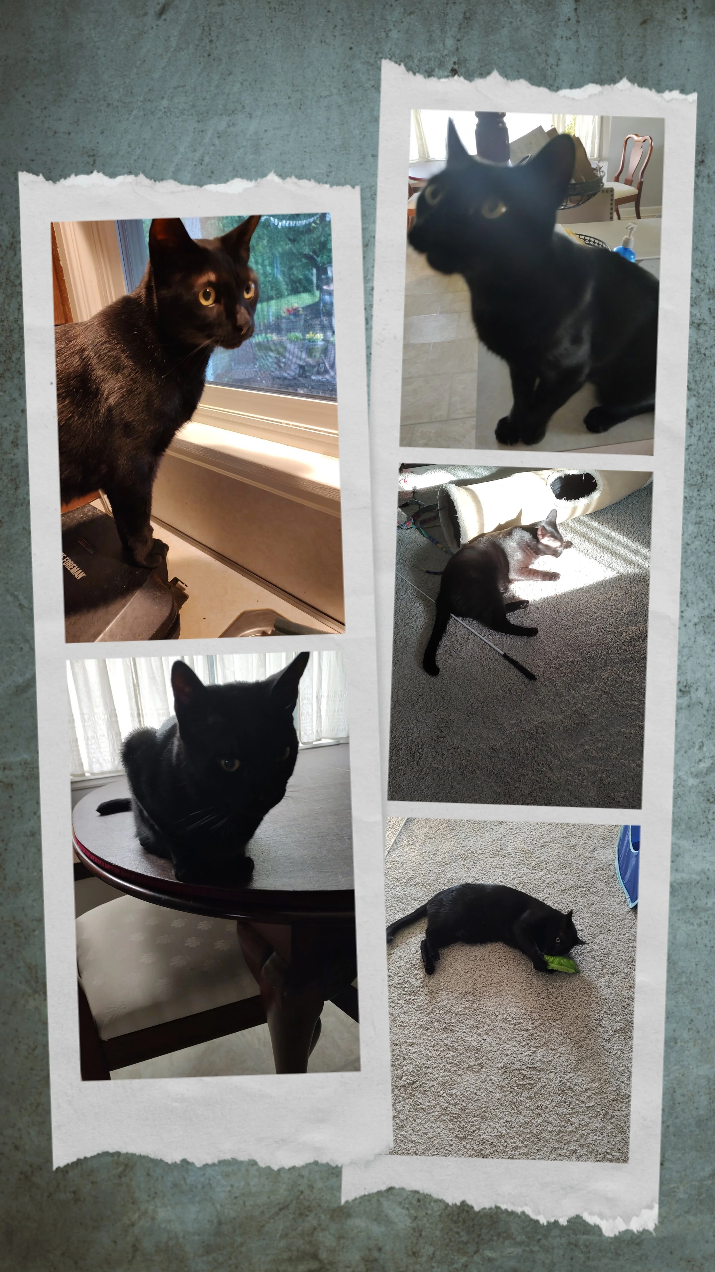 20260530_081527-COLLAGE.jpg