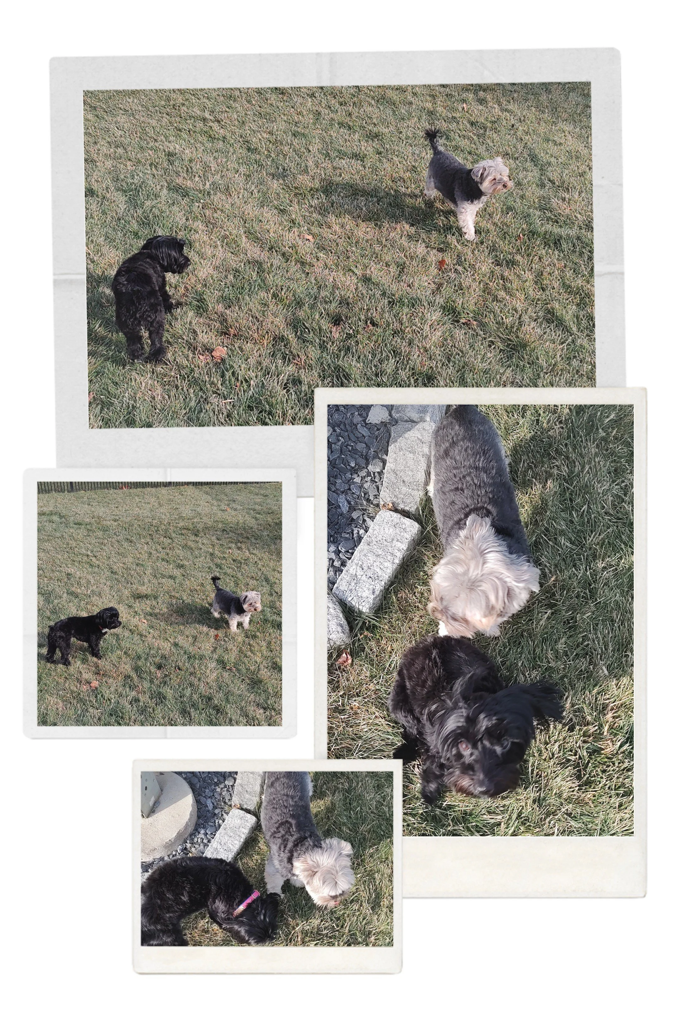 20251220_142842-COLLAGE.jpg