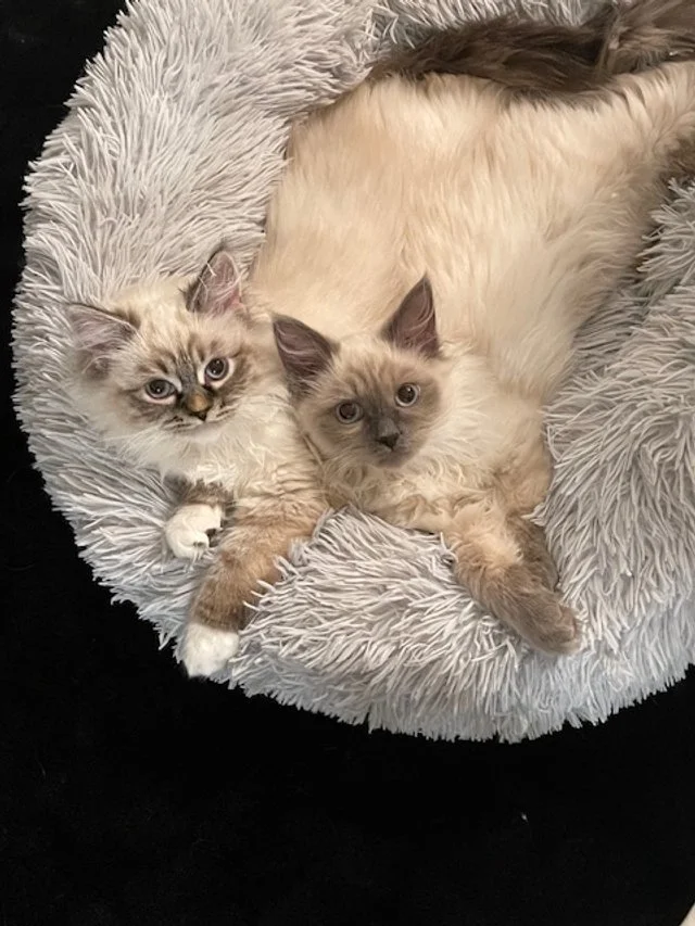 Querying: Week One Reflections