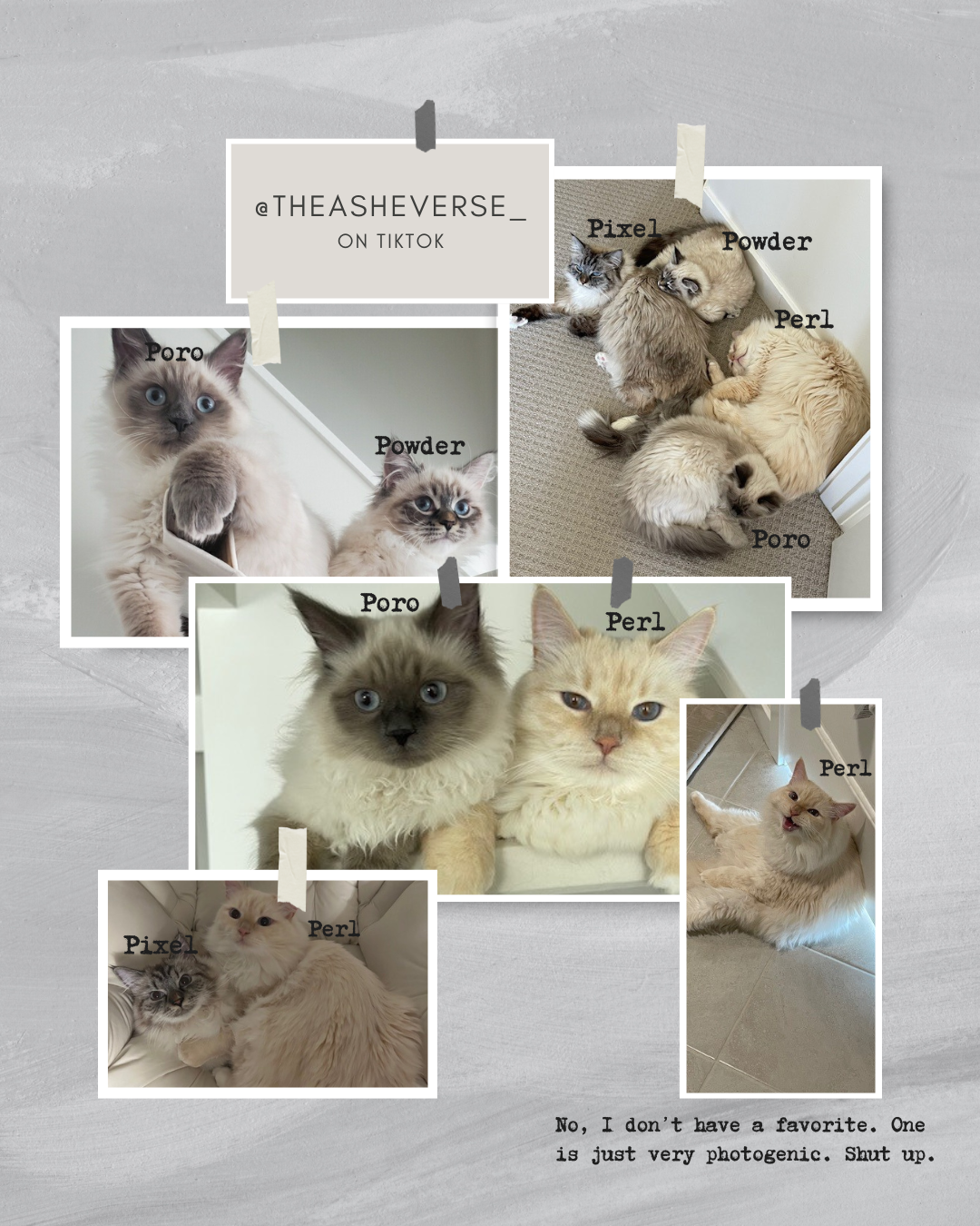 A collage of five photos of various cats, each labeled with words like 'Pixel,' 'Poro,' 'Perl,' and 'Powder.' The photos show cats lounging, playing, and posing. A note at the bottom states, "No, I don't have a favorite. One is just very photogenic. Shut up." The collage has a gray background with paper notes pinned on it.