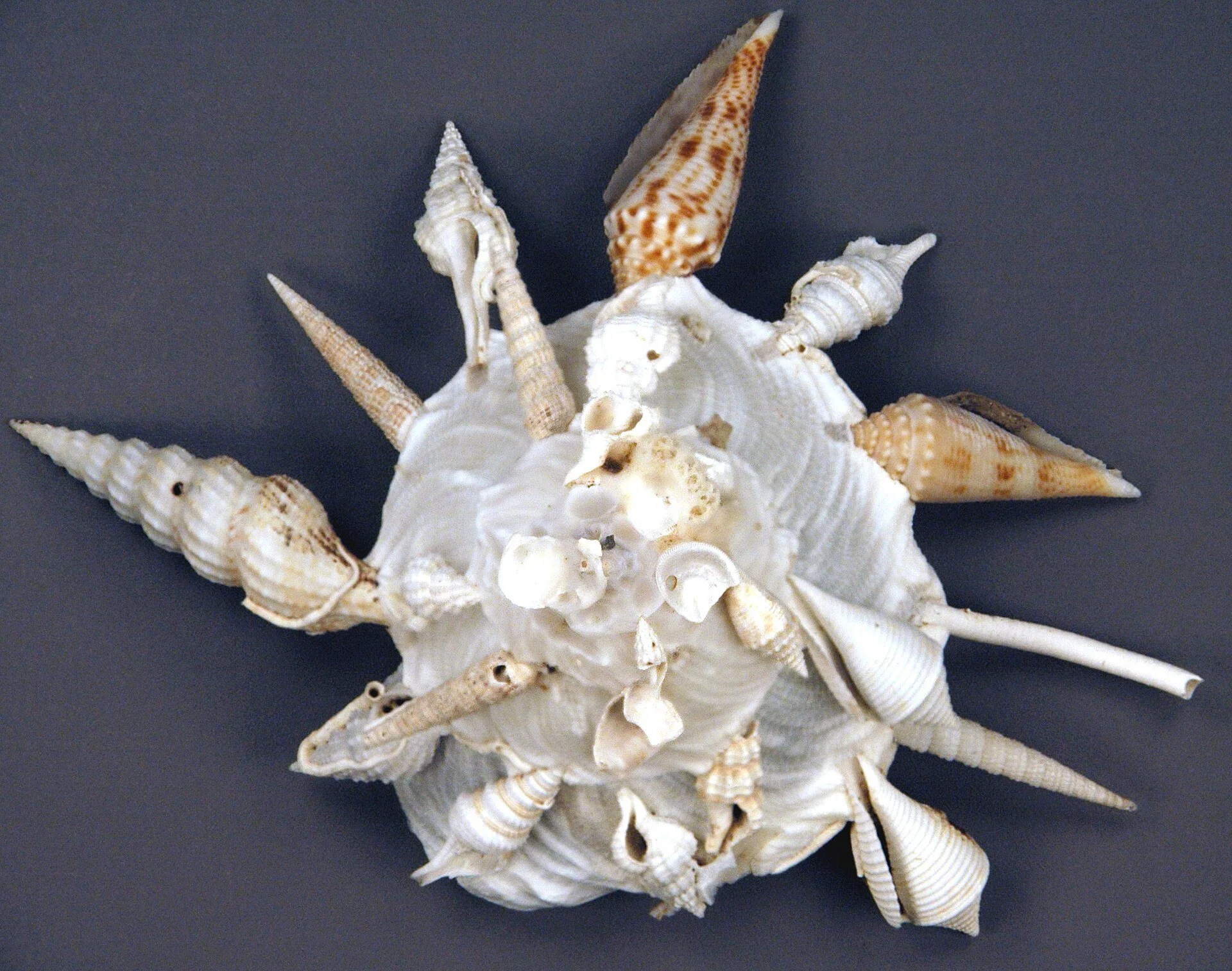 An image a spiral snail shell covered with smaller shells that have fused to the larger shell. The smaller shells spiral outwards from the center.