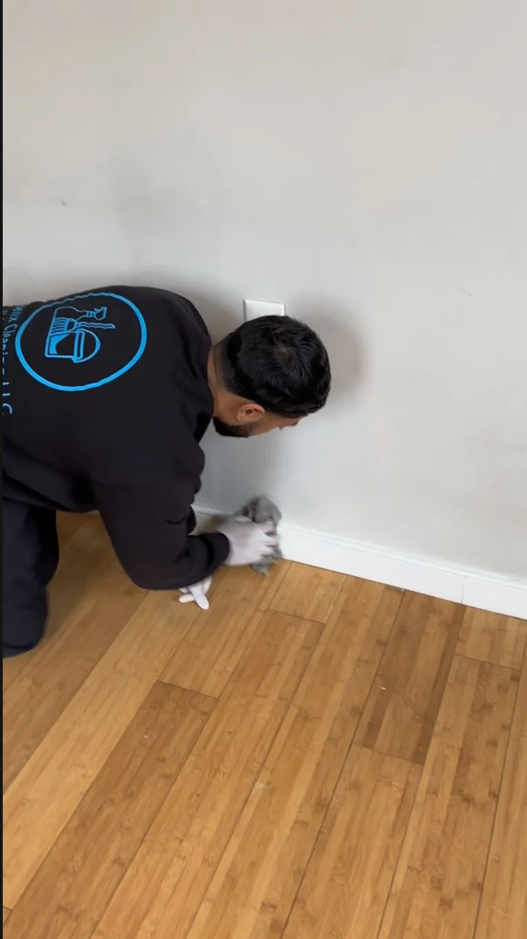 Pest control technician in gloves removing a mouse from beside a wall baseboard.