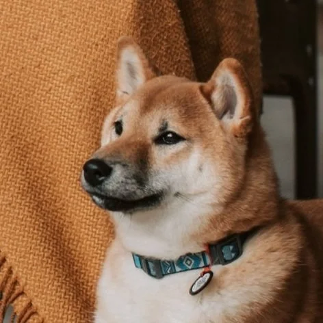 Close-up of Shiba Inu dog with a multicolored collar, sitting in front of a textured orange and brown background.