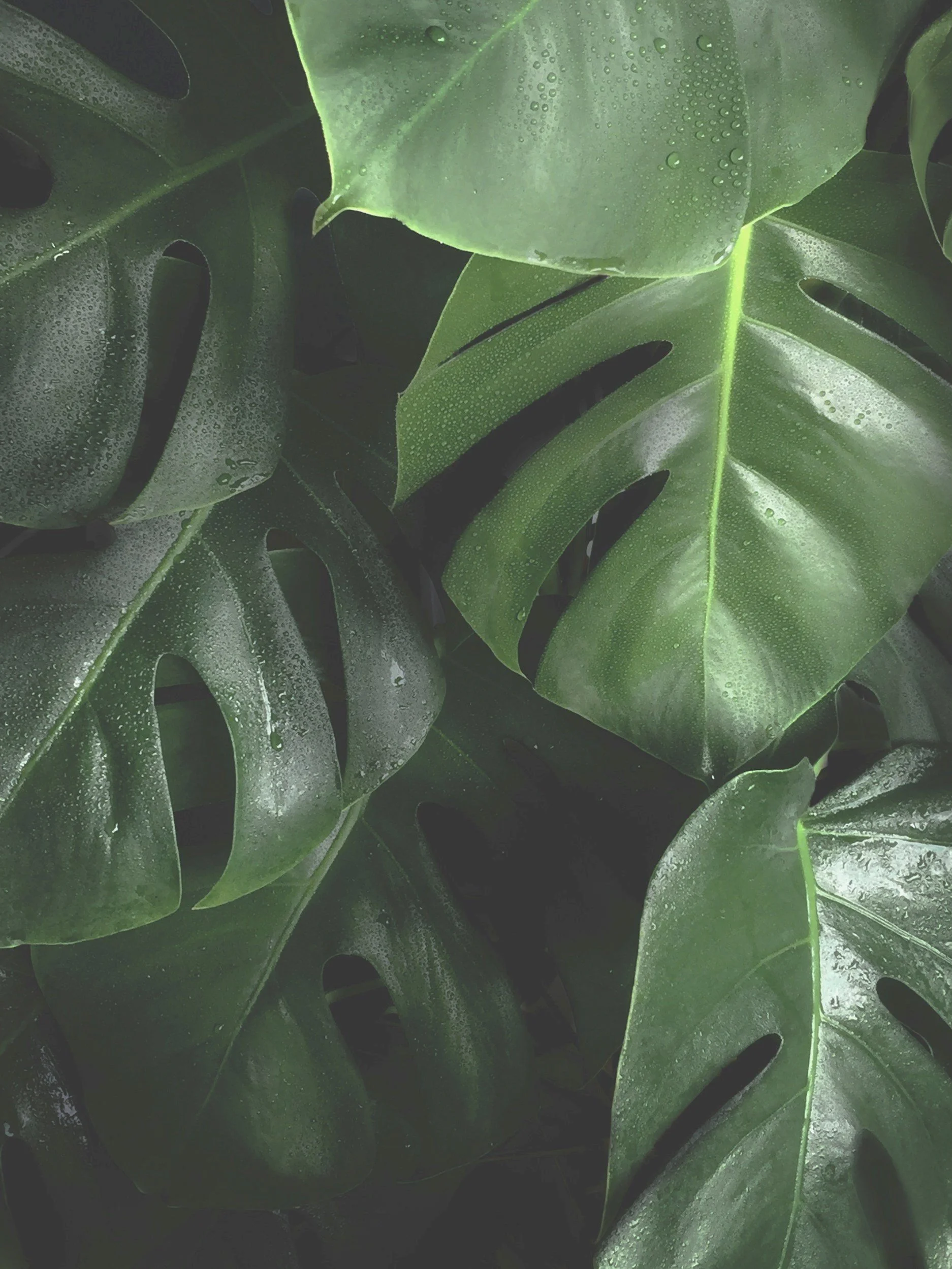 Green leaves with water droplets