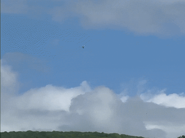 3.1.gif
