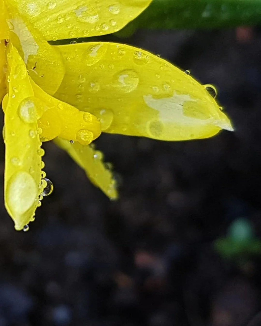 Walking towards the barn and saw this picture perfect opportunity to take this photo of the simple beauty in nature and this gorgeous flower