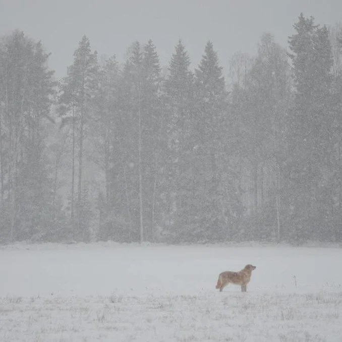 When the fog clears, opportunities lie ahead!