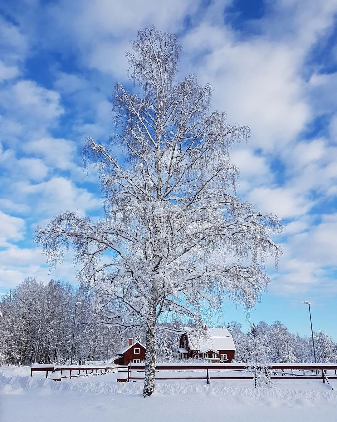 The first time I saw the birch tree, I didn&rsquo;t realize what she would come to mean to me. 

Through the years, no matter how many times I&rsquo;ve looked, new details catch my eye. 

Her white trunk and branches with brown patches that sprout ou