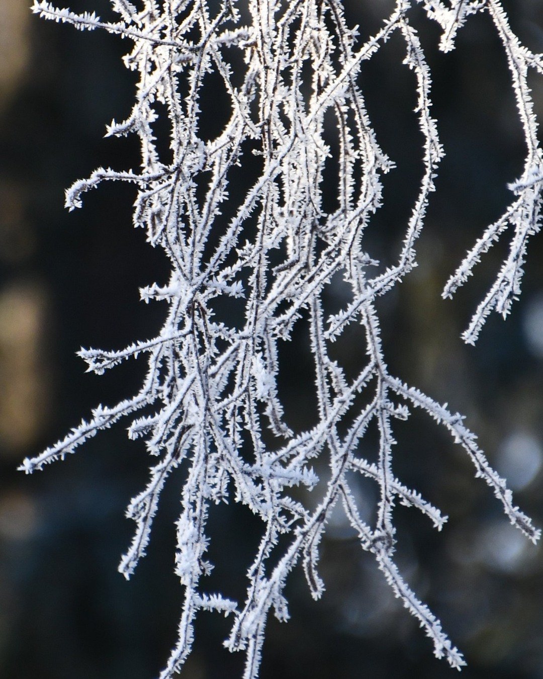 Chasing Winter Vibes