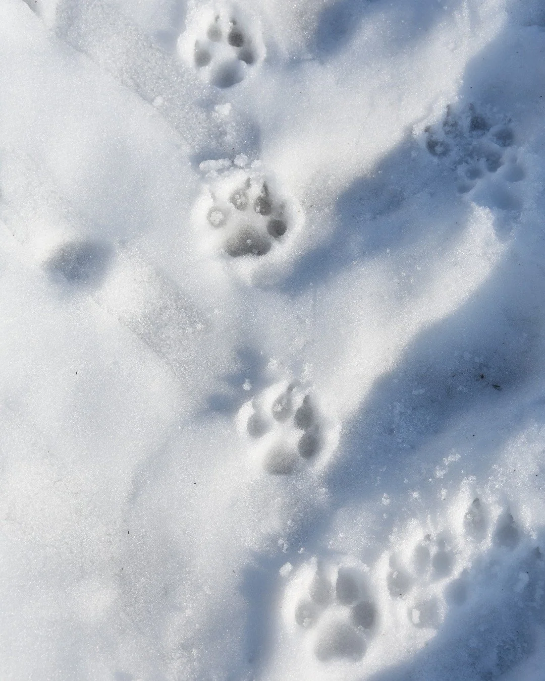 Cats leave paw prints on your heart, forever and always

#catpaw #catpaws  #pawprints  #pawprint