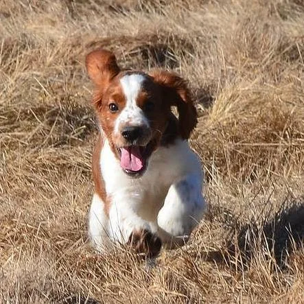 &ldquo;Nothing in the world runs faster than a puppy who just noticed you.&rdquo;