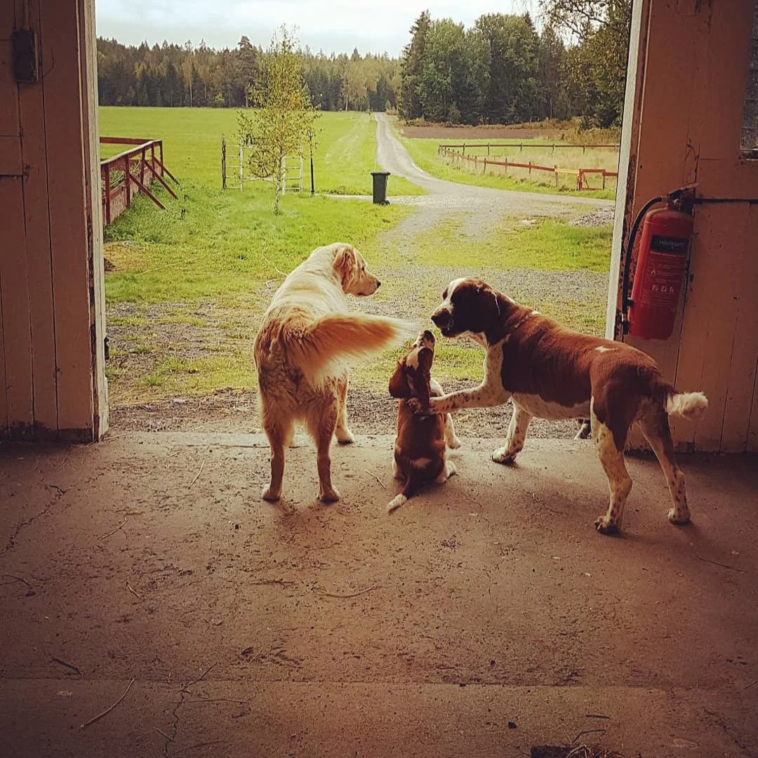 Stay wild, stay kind