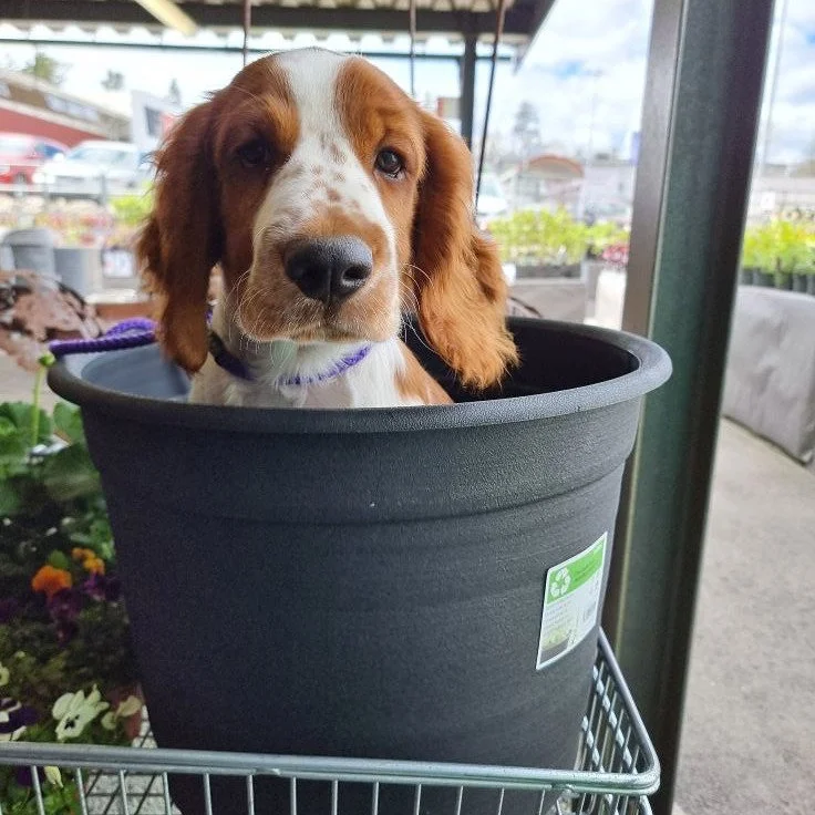 Pets leave paw prints on our hearts - Unknown