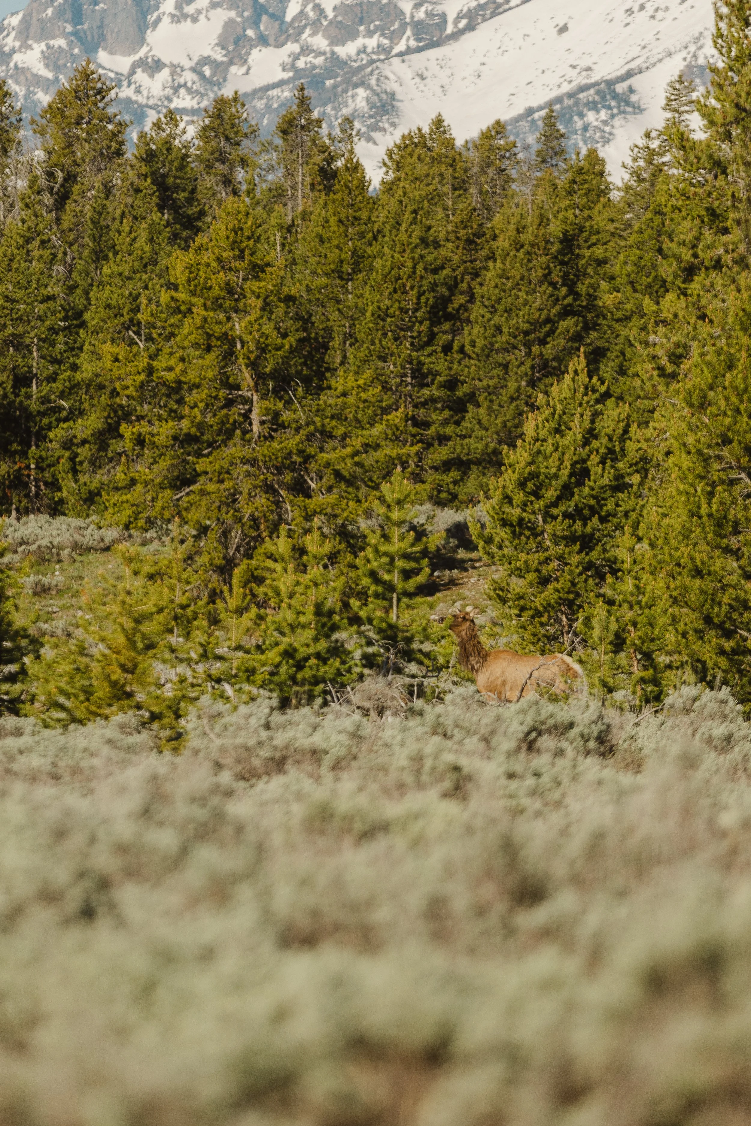 Momma Elk searching for her baby