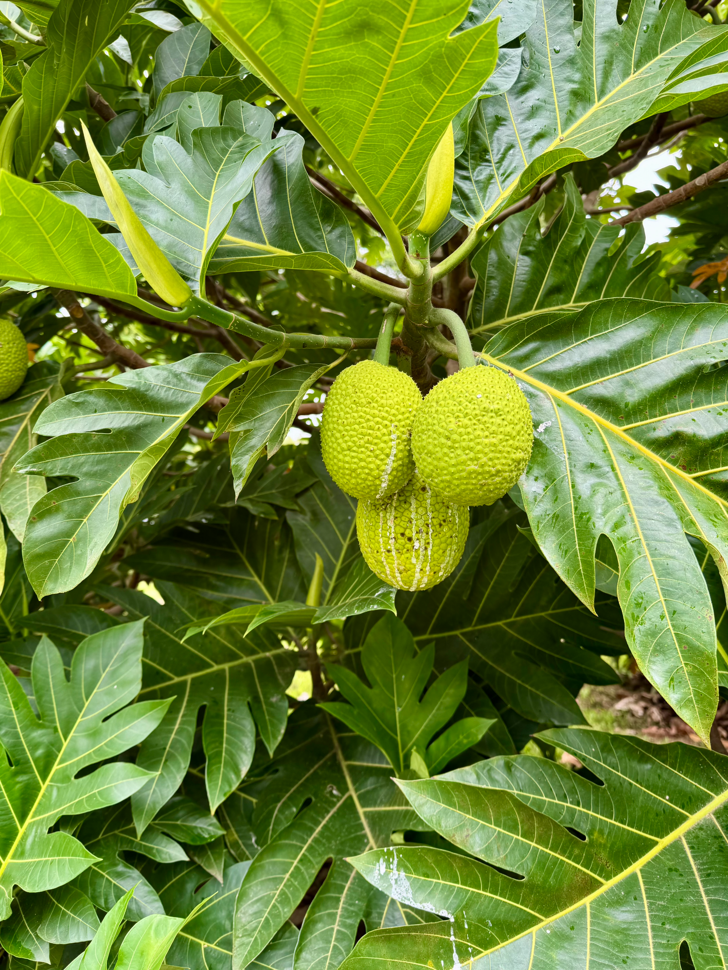 Three green breadfruit fruits hanging from a tree surrounded by large glossy green leaves.