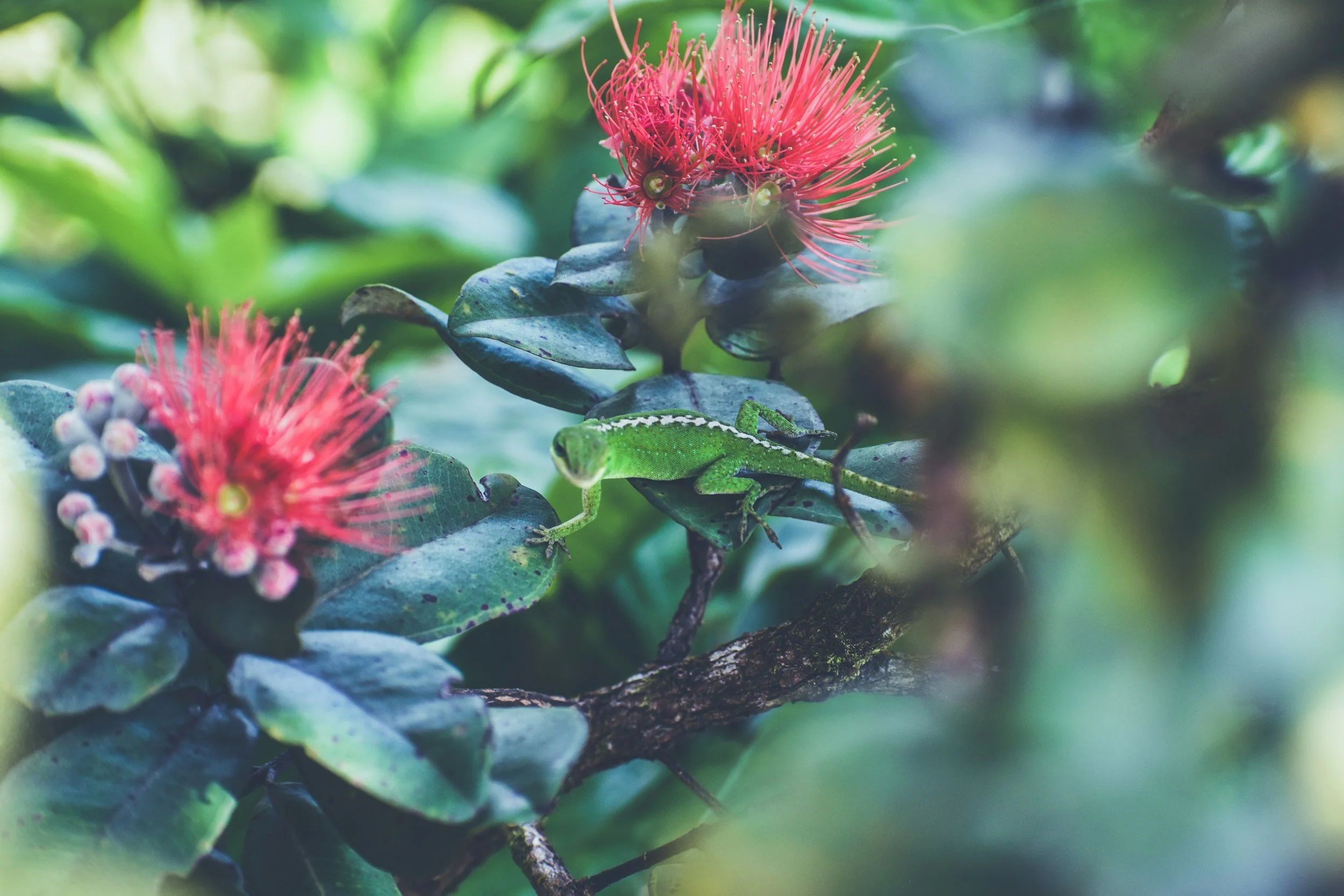 A green tiny gecko on a branch surrounded by dark green leaves, with pink spiky flowers nearby.
