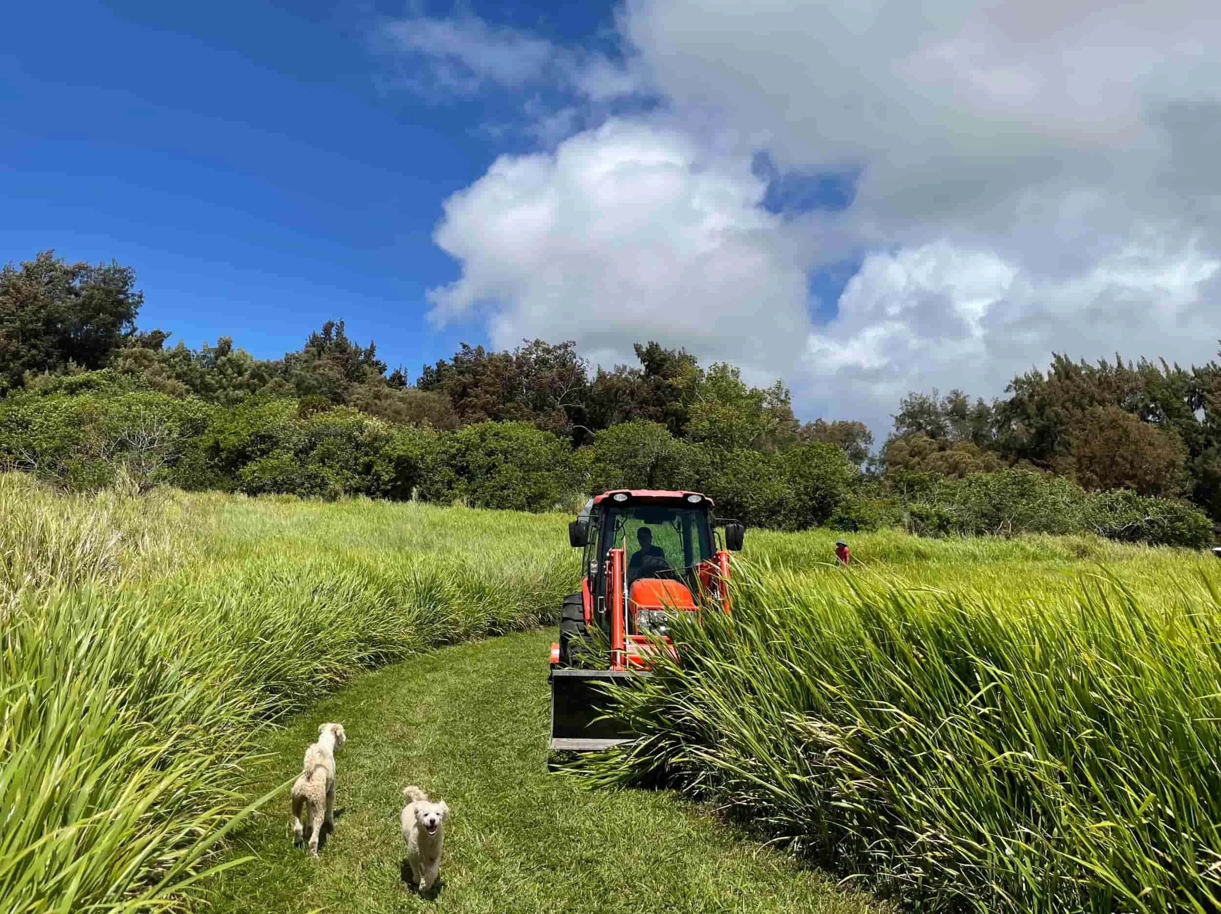 land-clearing-tractor-rural-property.jpg