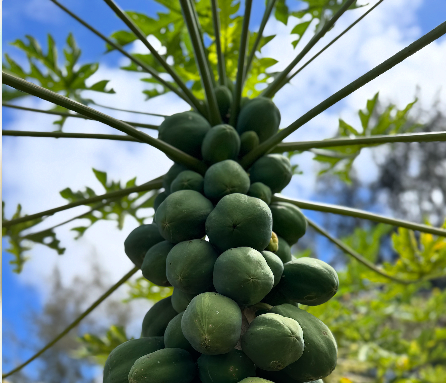 Close-up of a cluster of unripe green fruit hanging from a tree, with green leaves and a partly cloudy sky in the background.